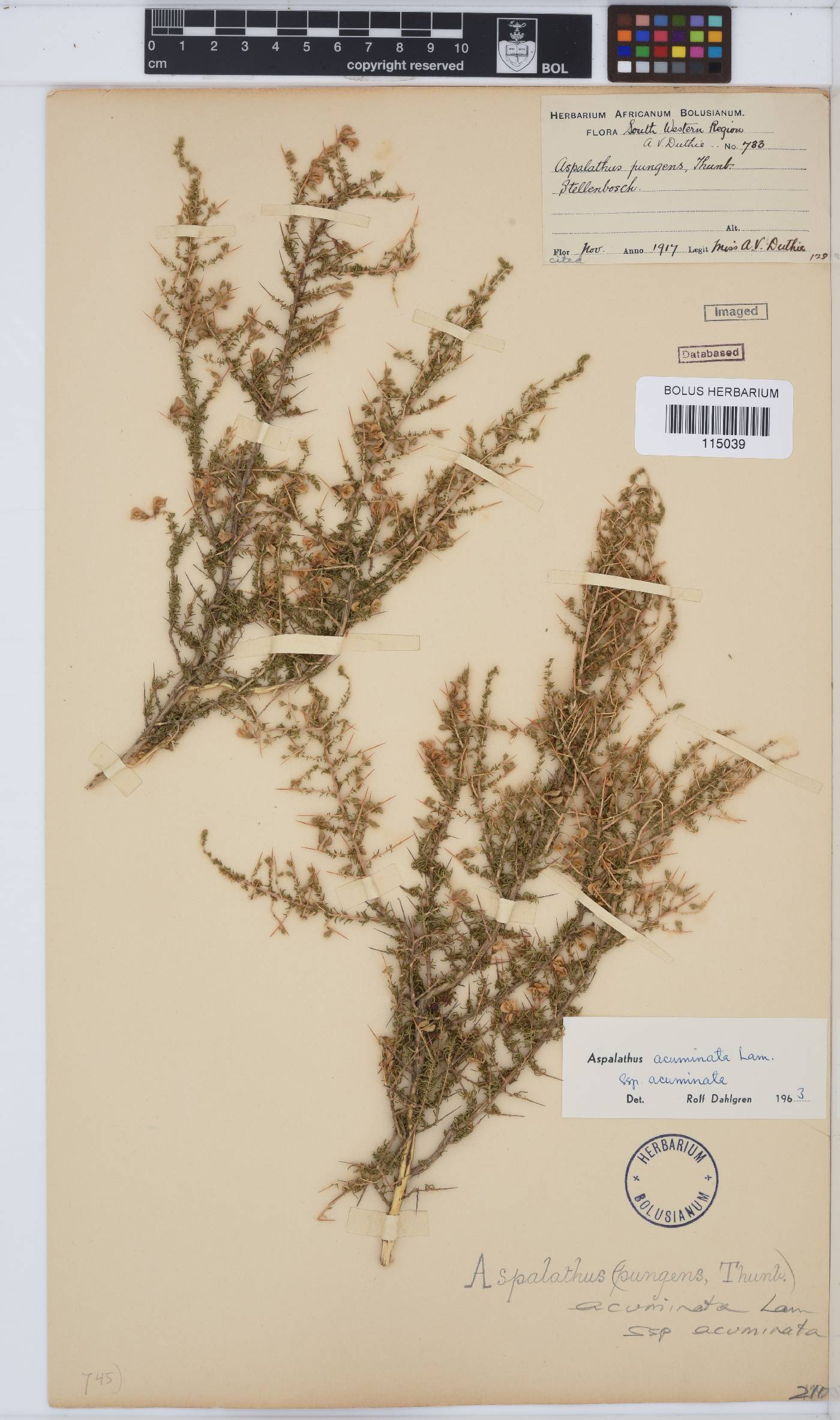 Aspalathus acuminata subsp. acuminata image