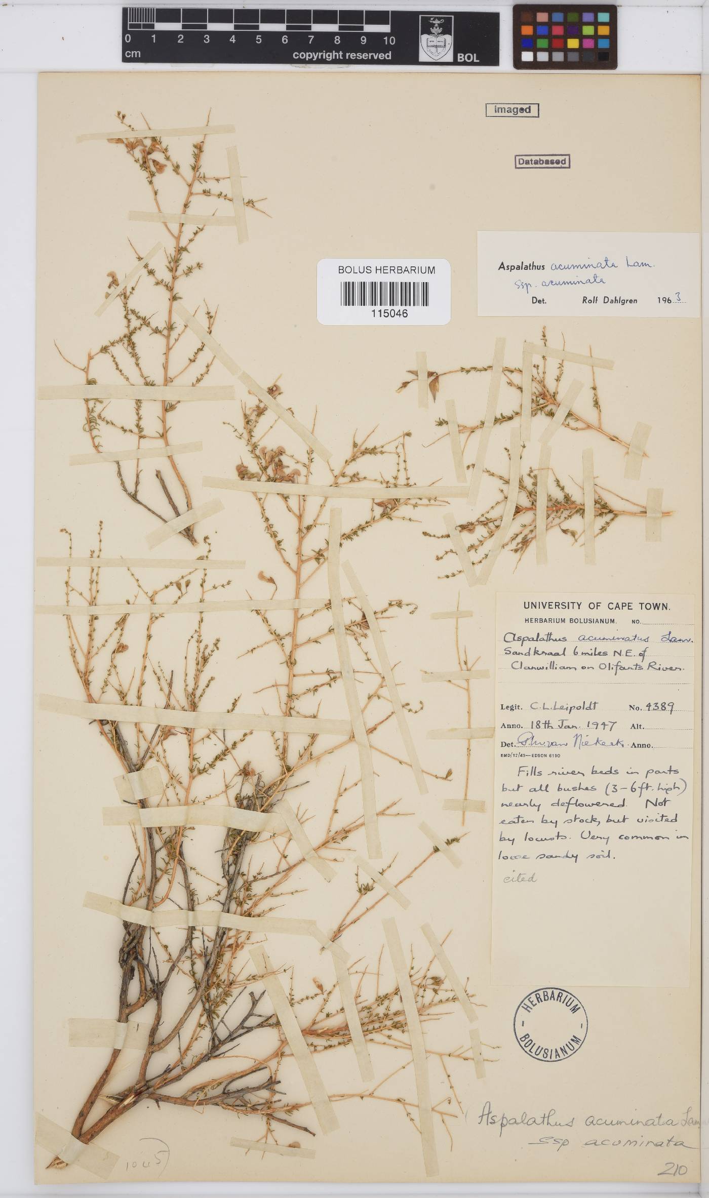 Aspalathus acuminata subsp. acuminata image