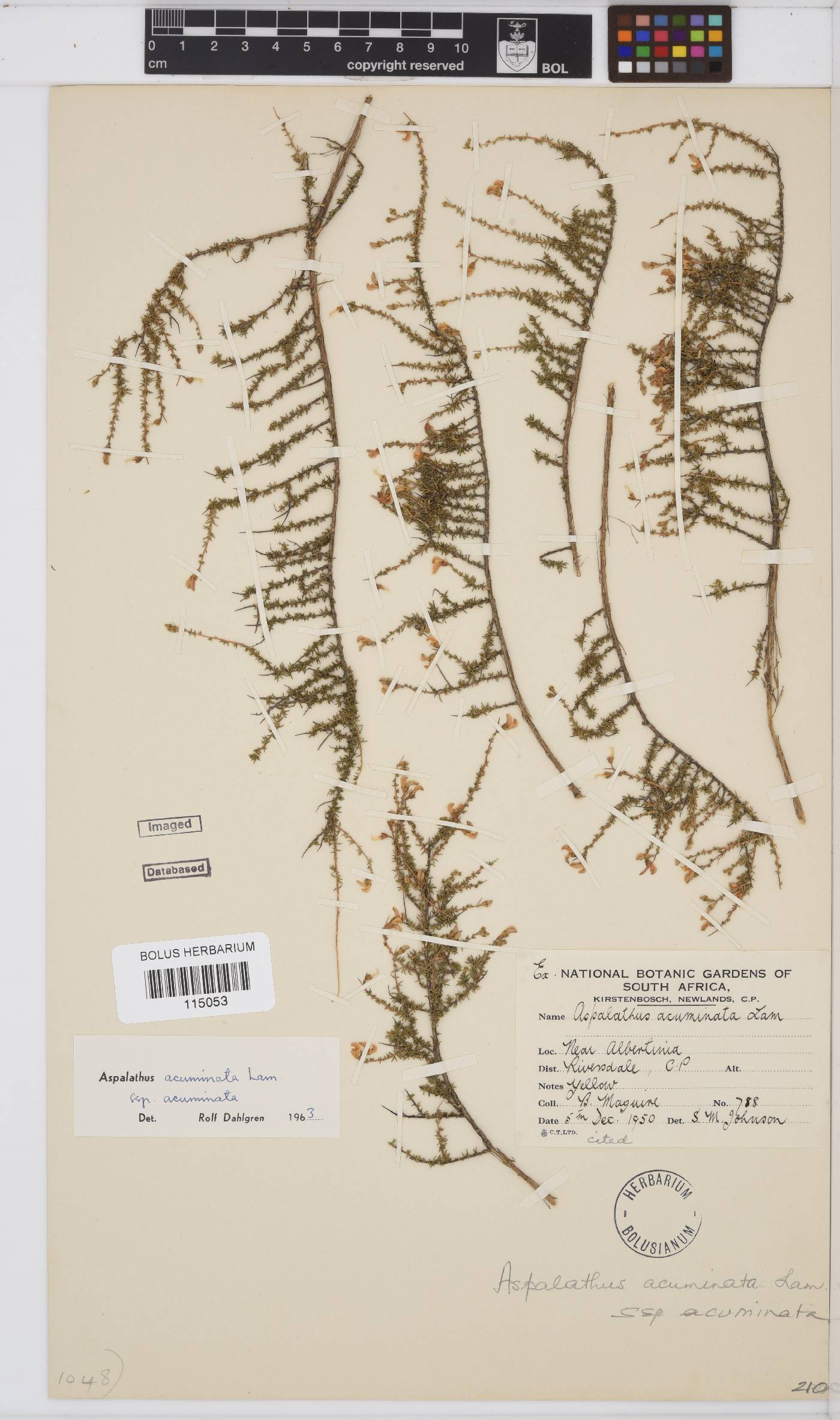 Aspalathus acuminata image