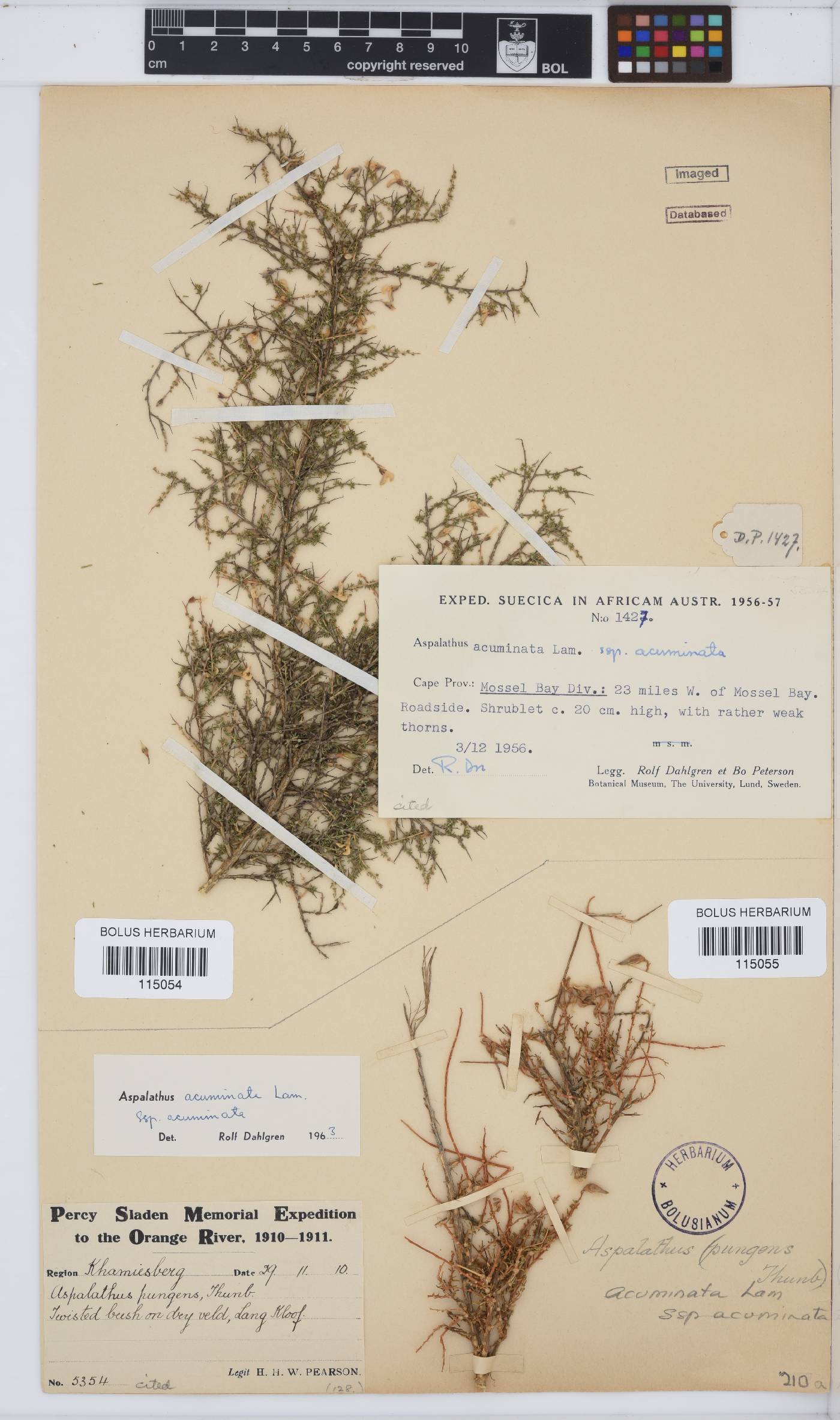 Aspalathus acuminata subsp. acuminata image