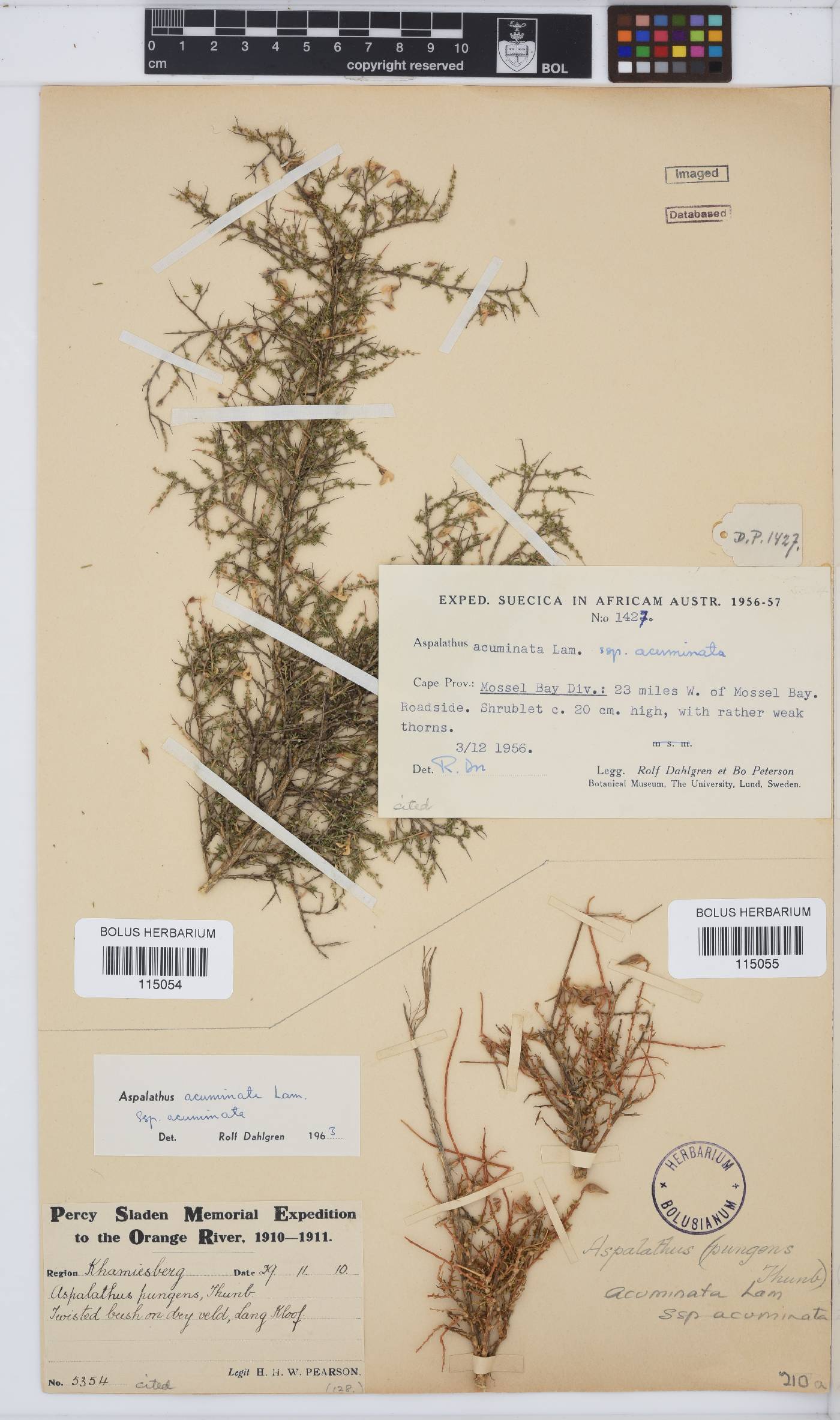 Aspalathus acuminata subsp. acuminata image