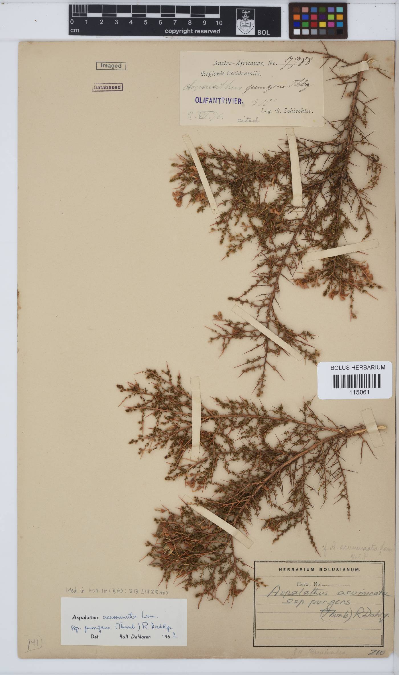 Aspalathus acuminata subsp. pungens image