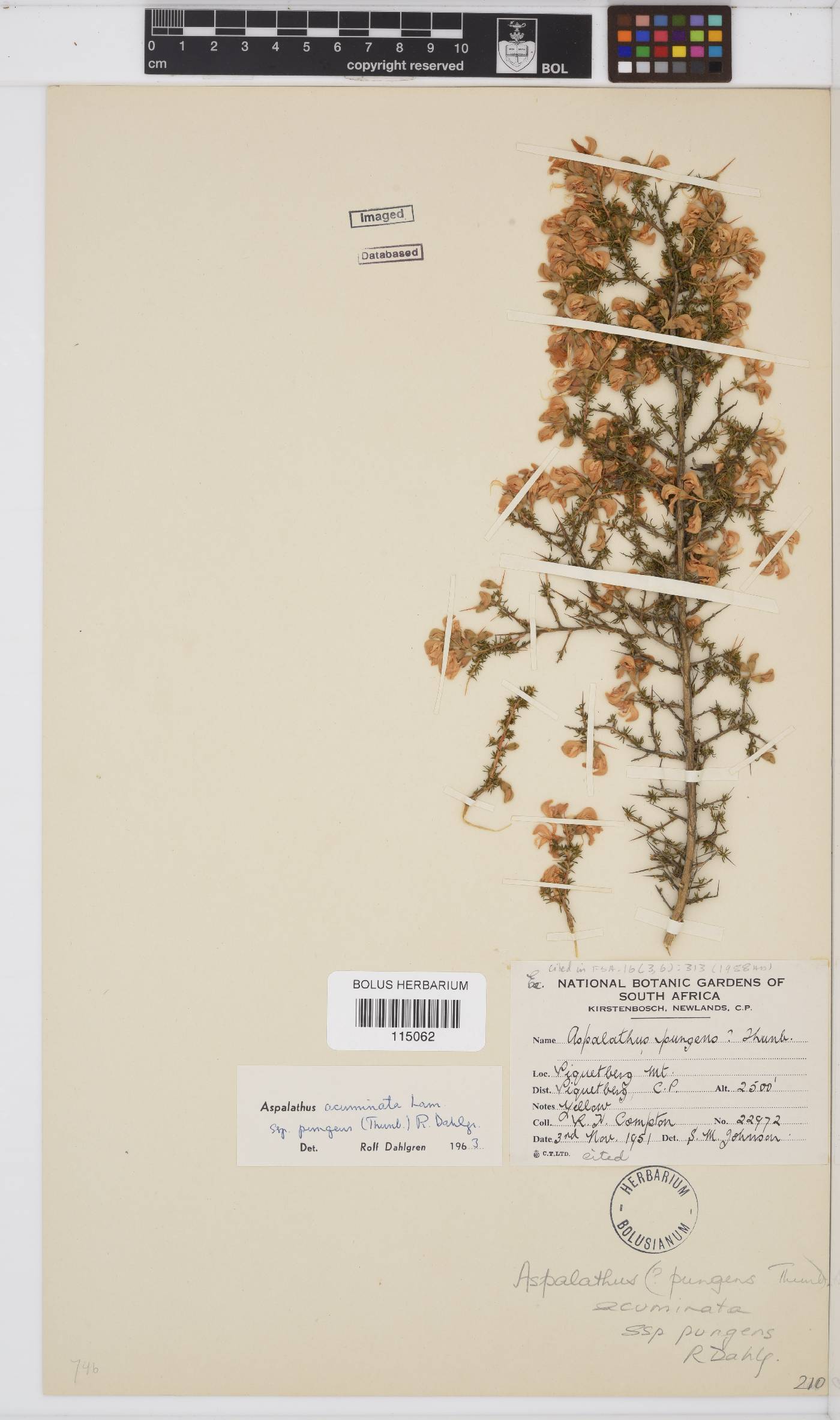 Aspalathus acuminata subsp. pungens image