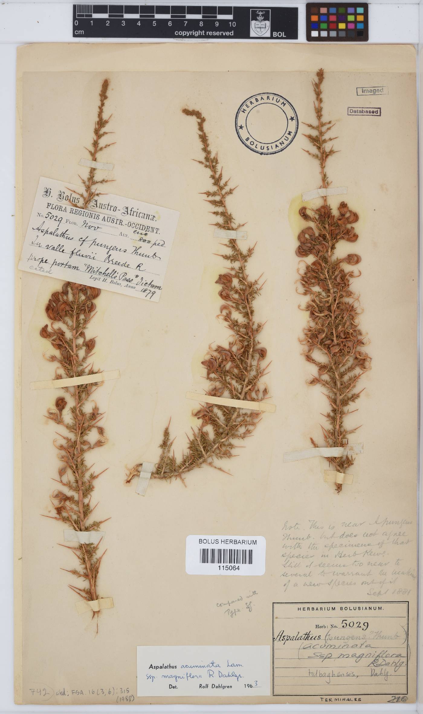 Aspalathus tulbaghensis image