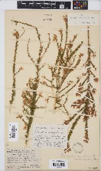 Aspalathus corrudifolia image