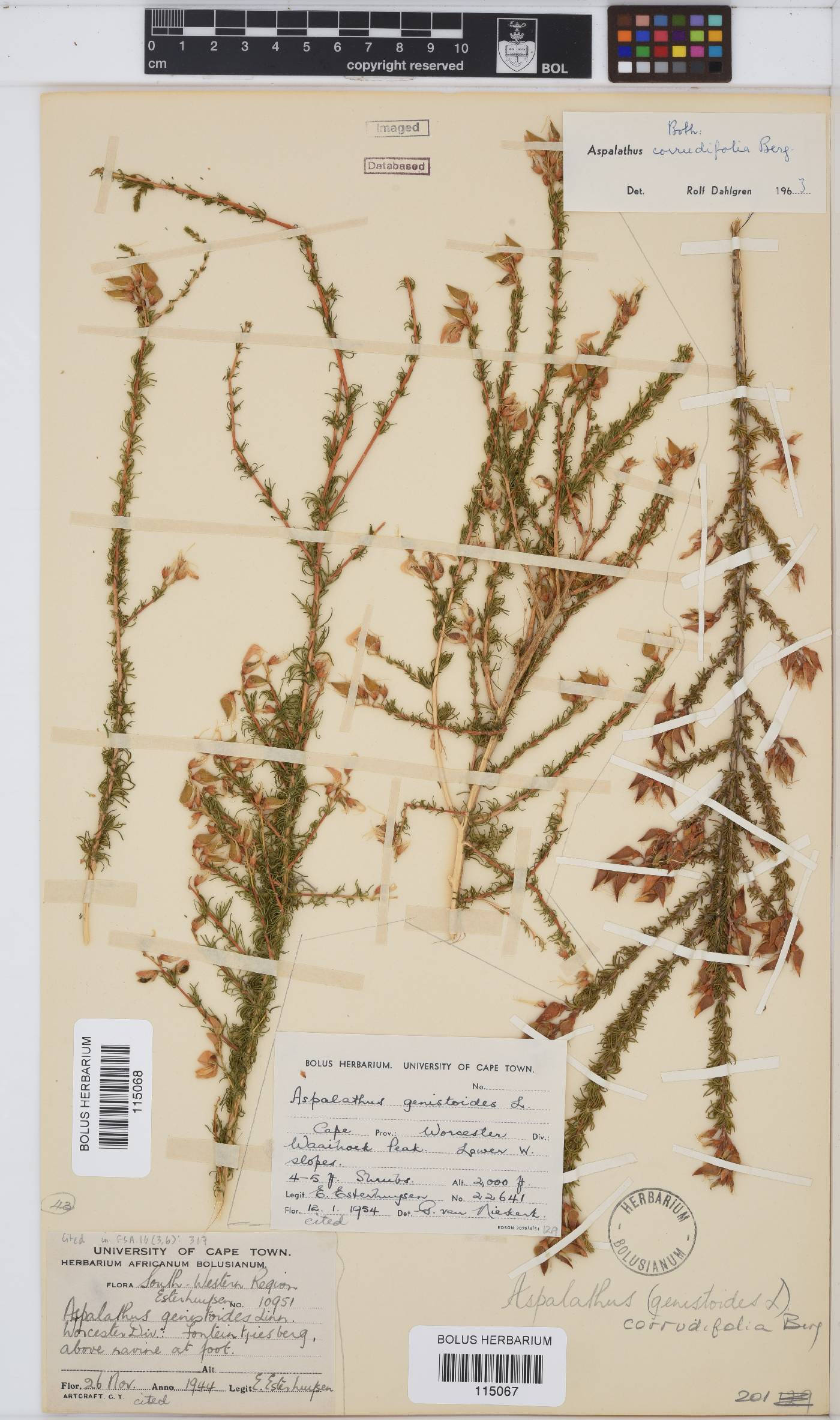 Aspalathus corrudifolia image