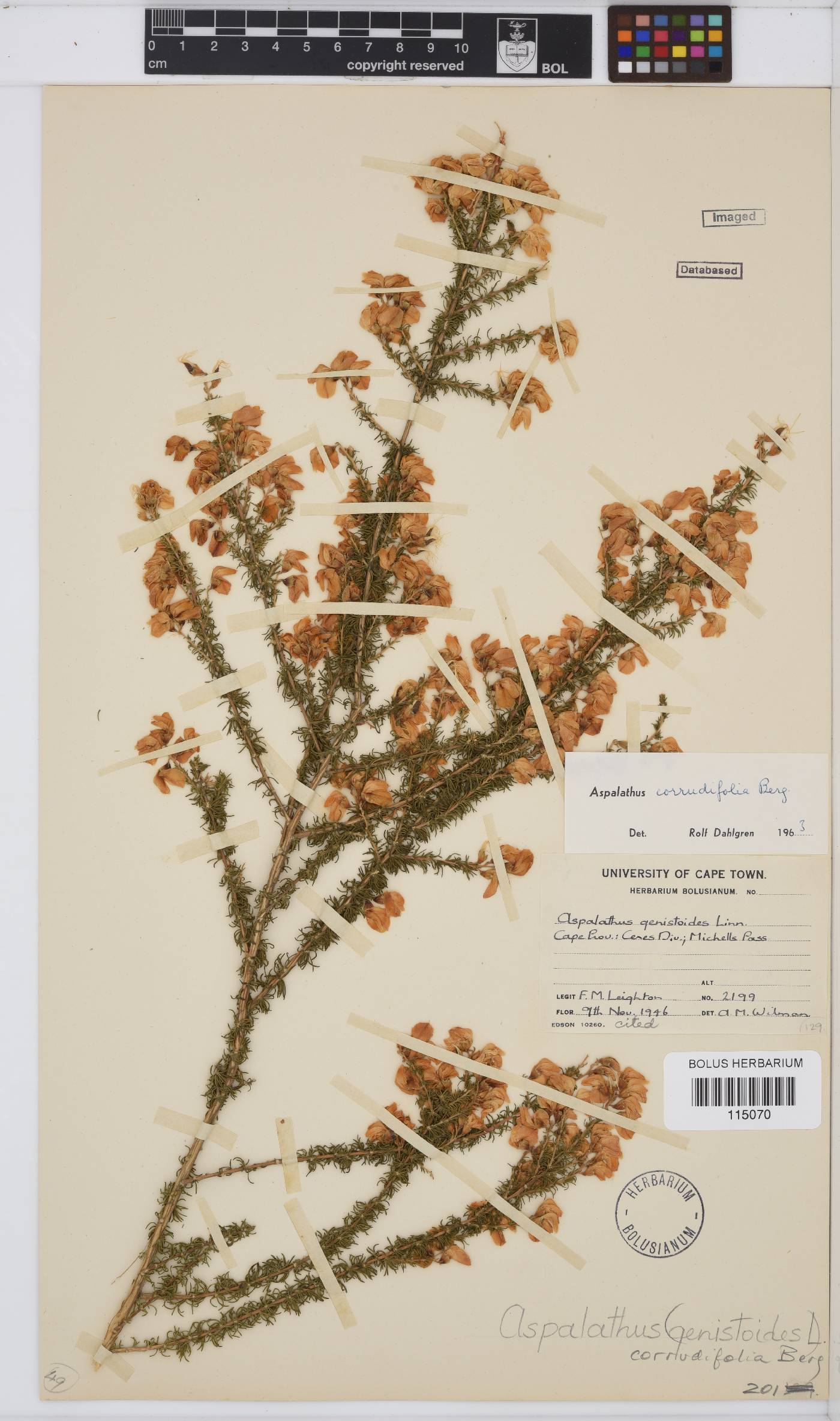 Aspalathus corrudifolia image