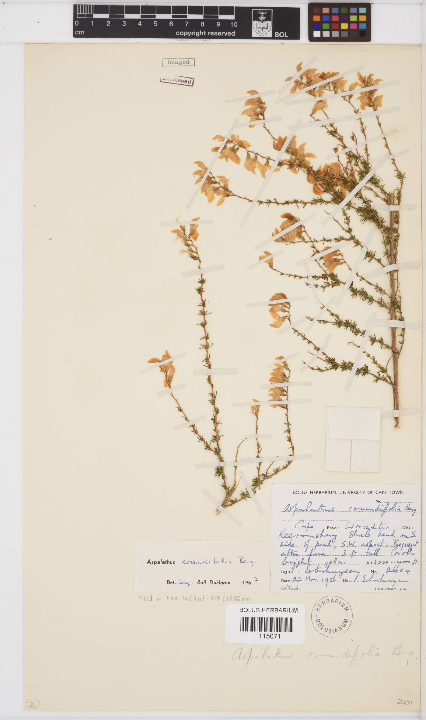 Aspalathus corrudifolia image