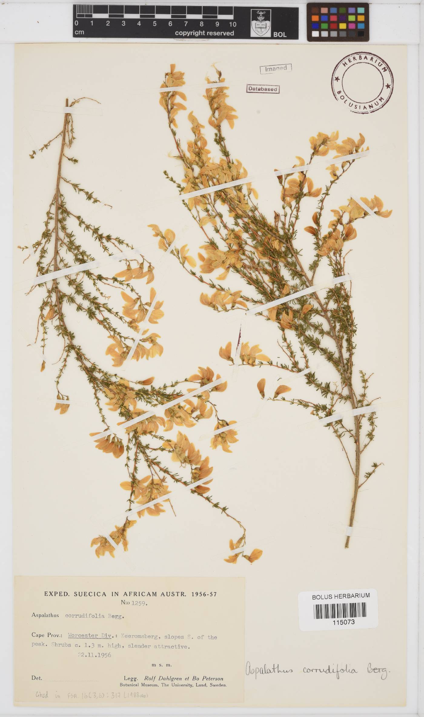 Aspalathus corrudifolia image