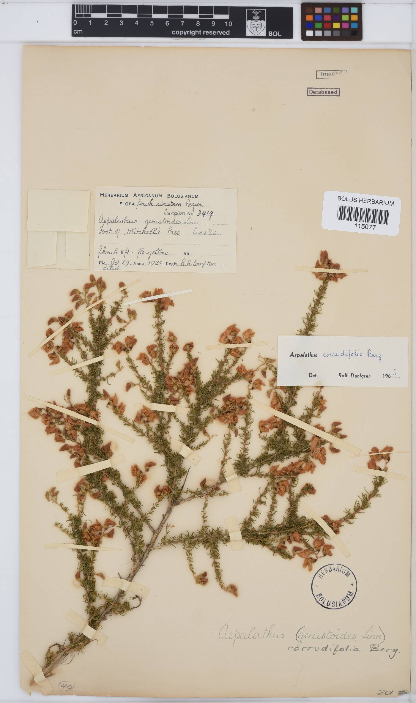 Aspalathus corrudifolia image