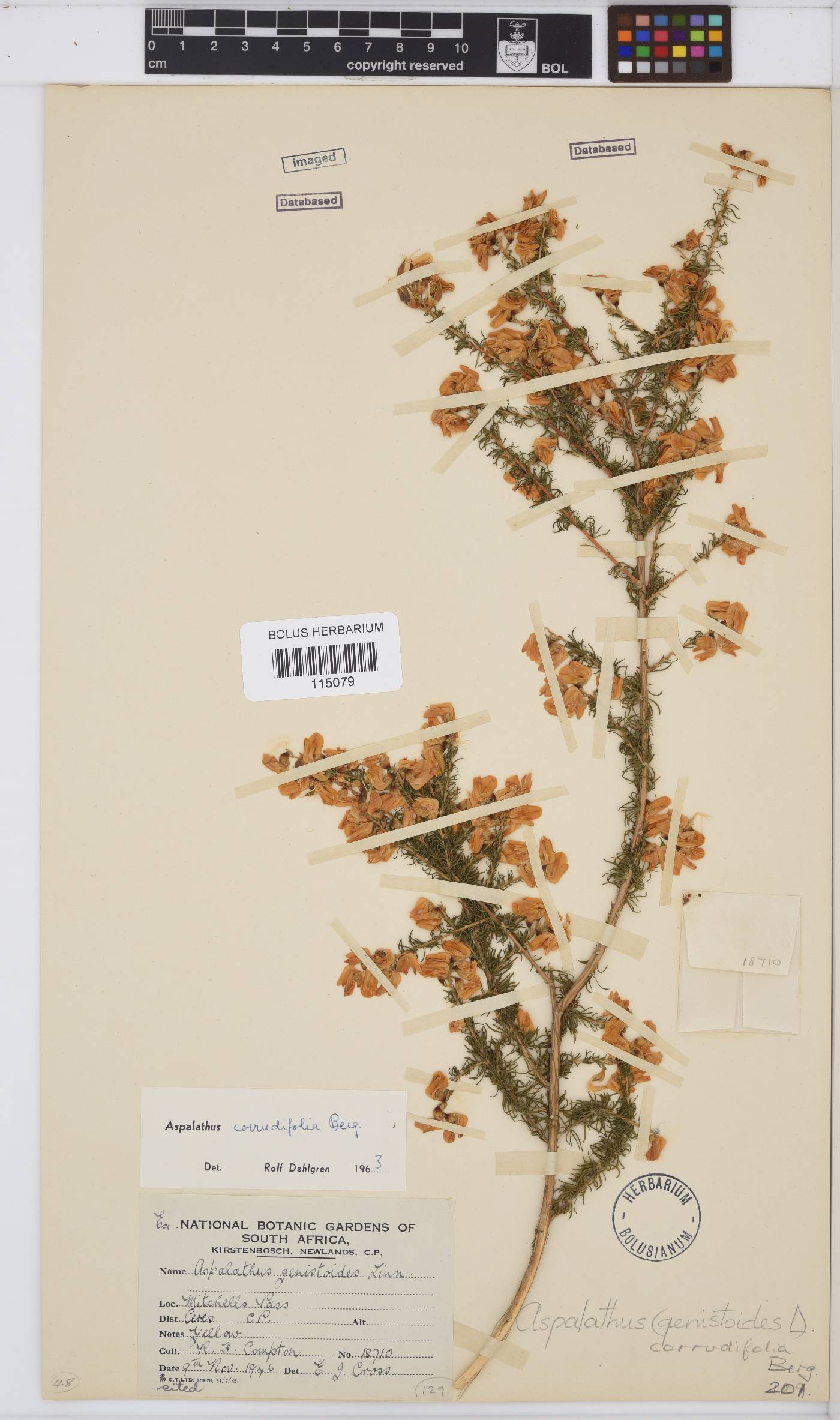 Aspalathus corrudifolia image