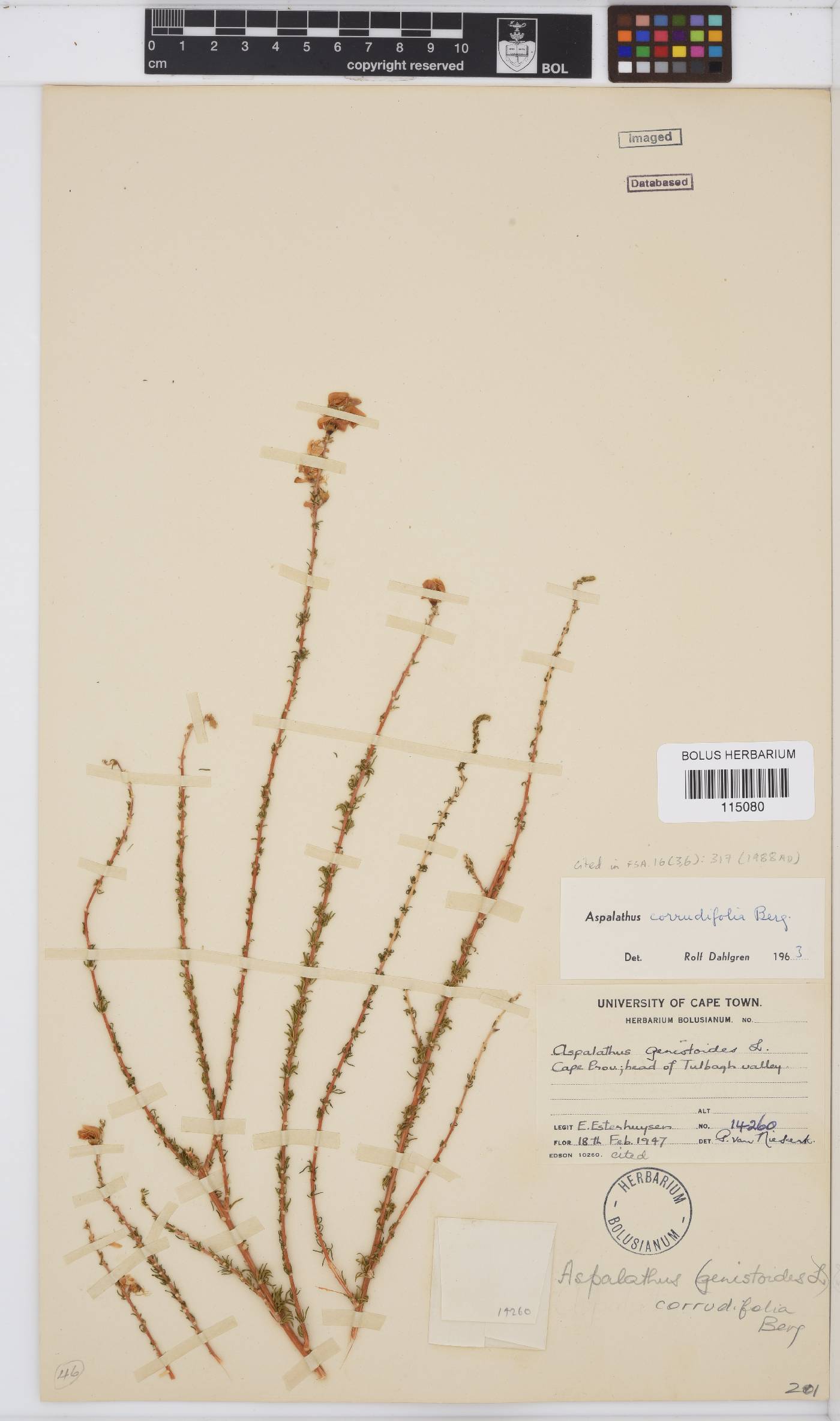 Aspalathus corrudifolia image