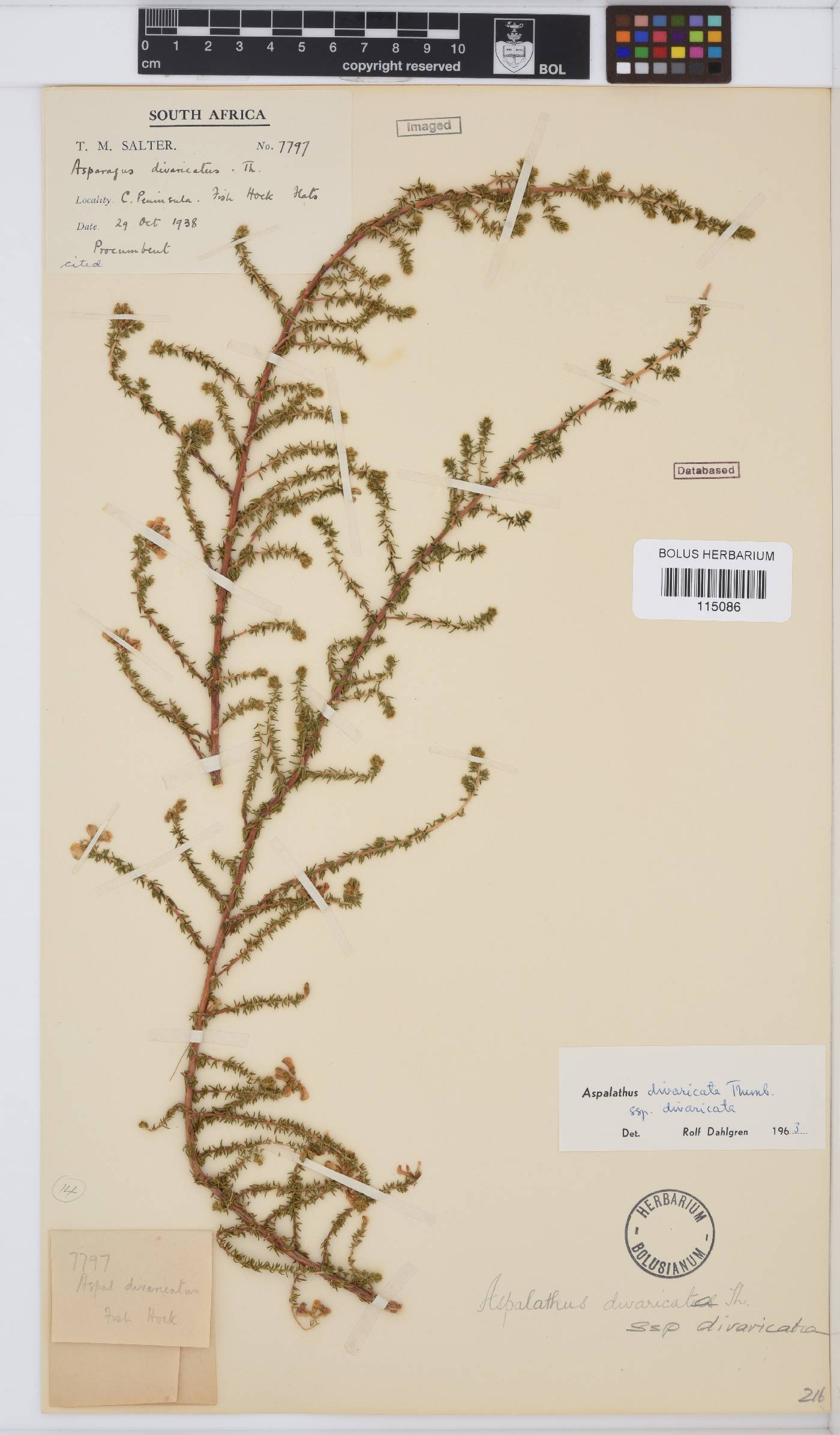 Aspalathus divaricata image