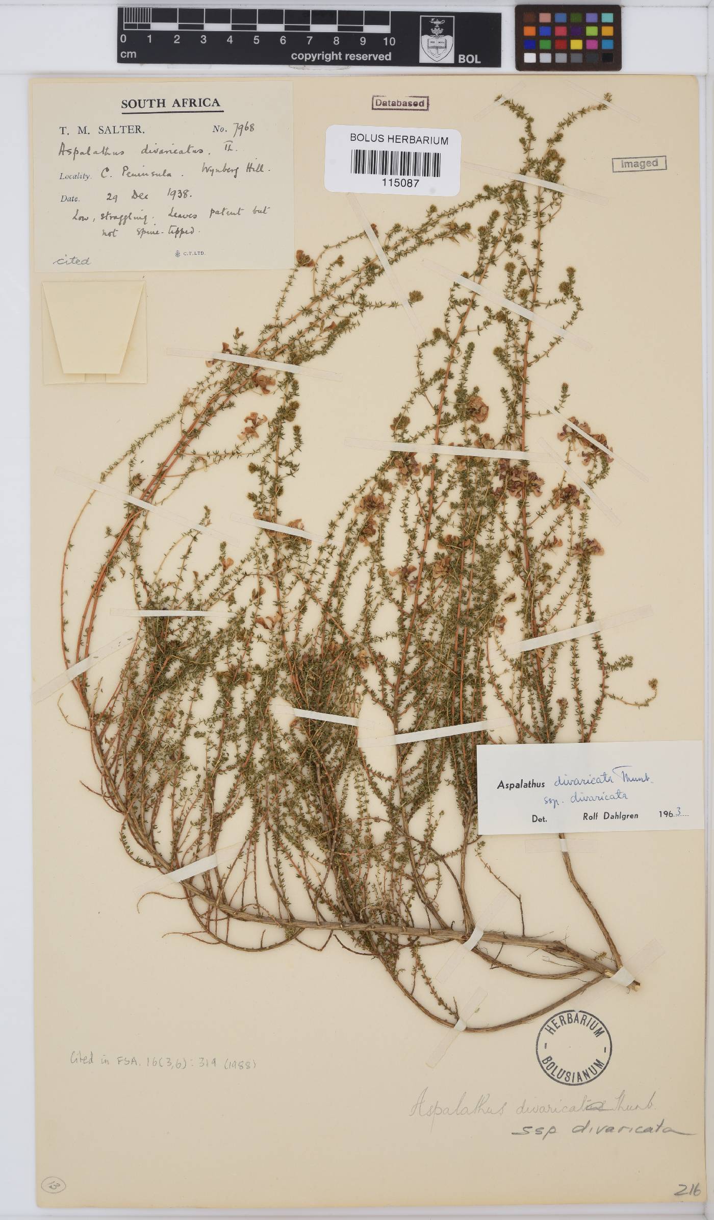 Aspalathus divaricata subsp. divaricata image