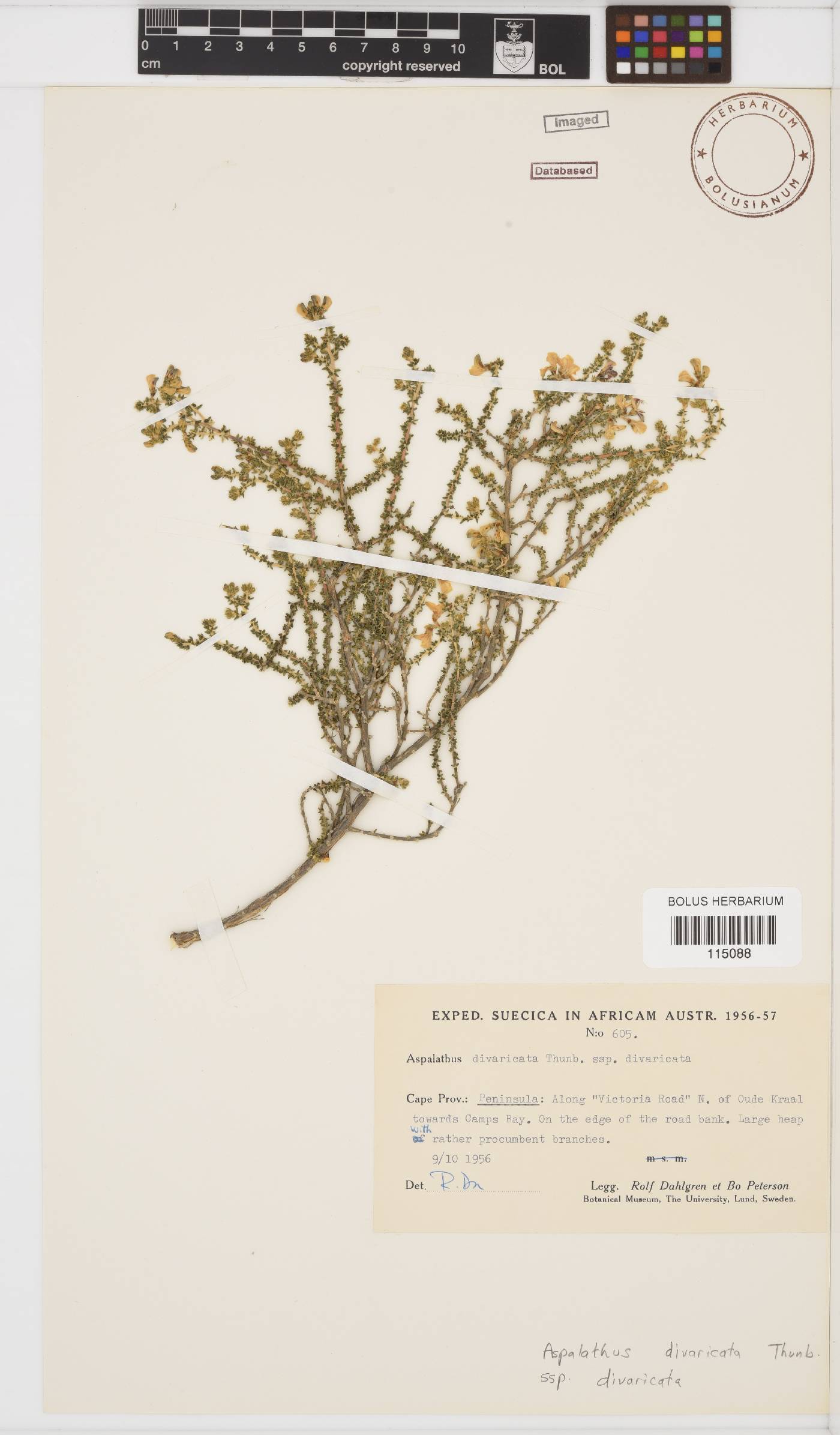 Aspalathus divaricata image