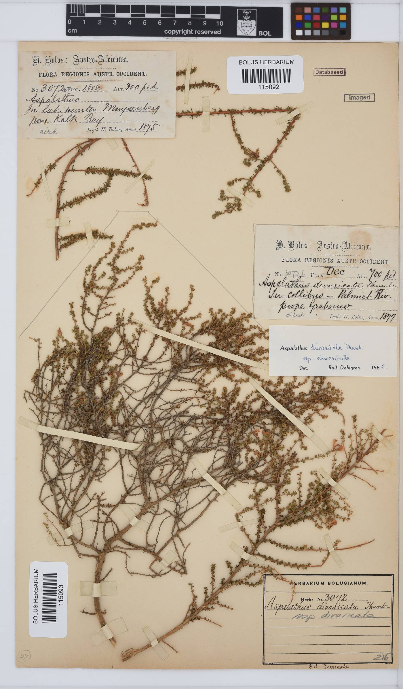 Aspalathus divaricata image