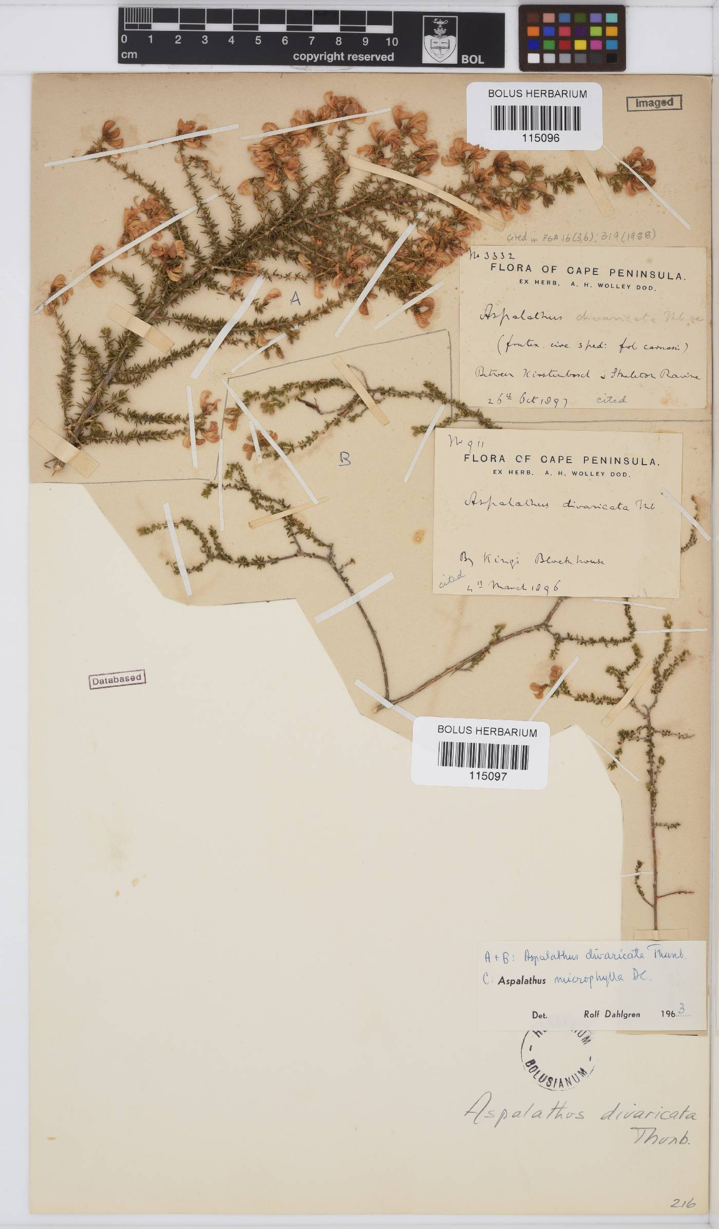 Aspalathus divaricata image