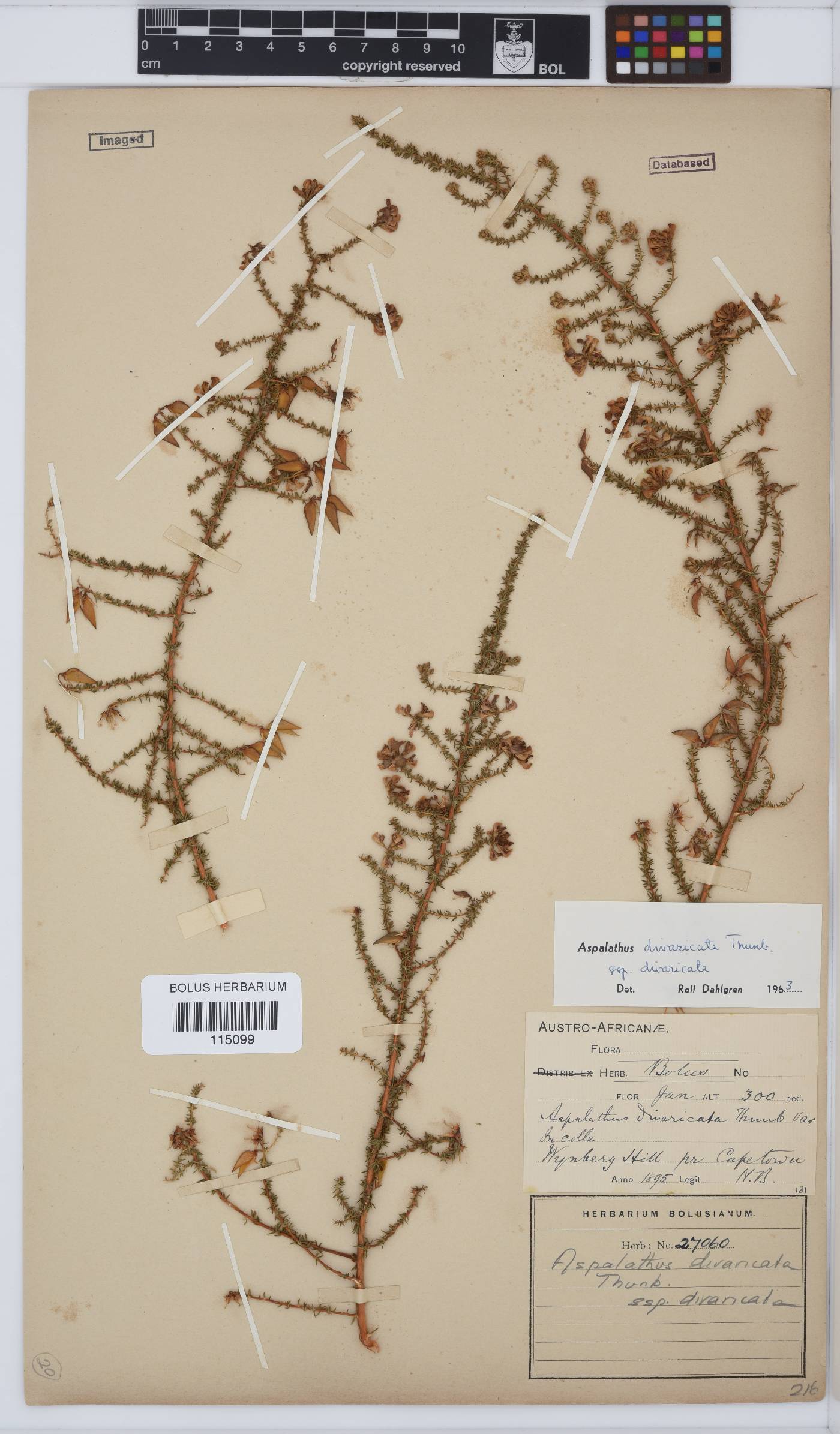 Aspalathus divaricata subsp. divaricata image