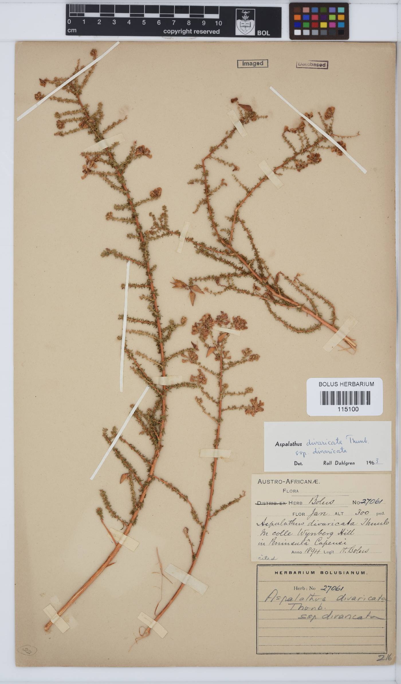 Aspalathus divaricata subsp. divaricata image