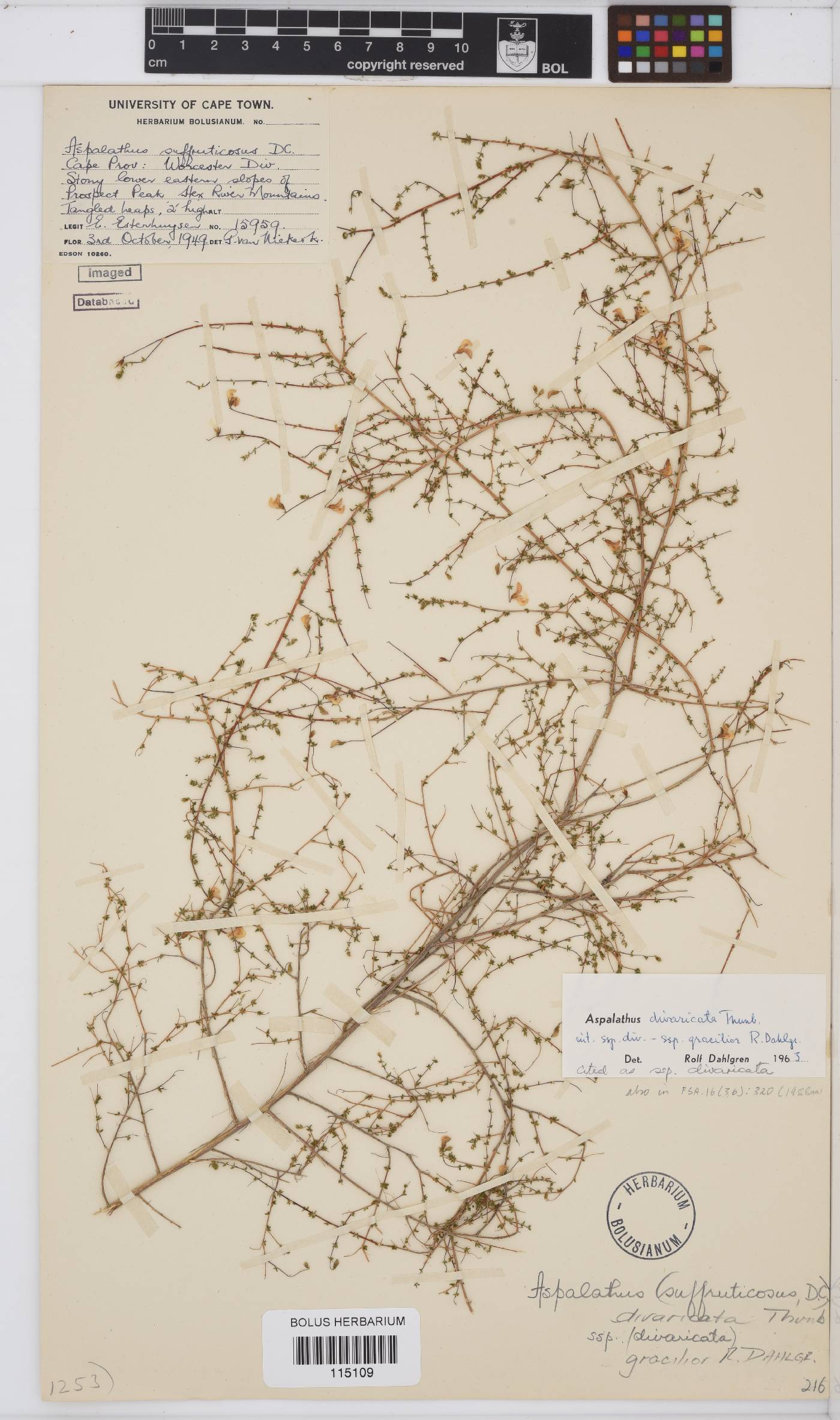 Aspalathus divaricata subsp. divaricata image