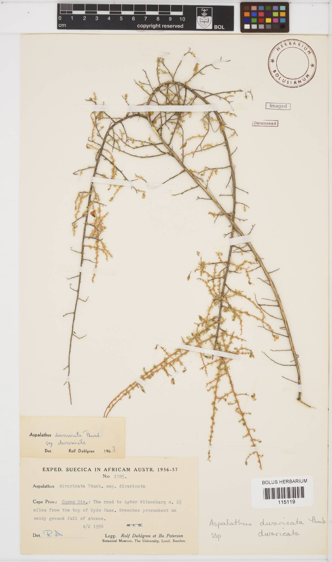 Aspalathus divaricata image