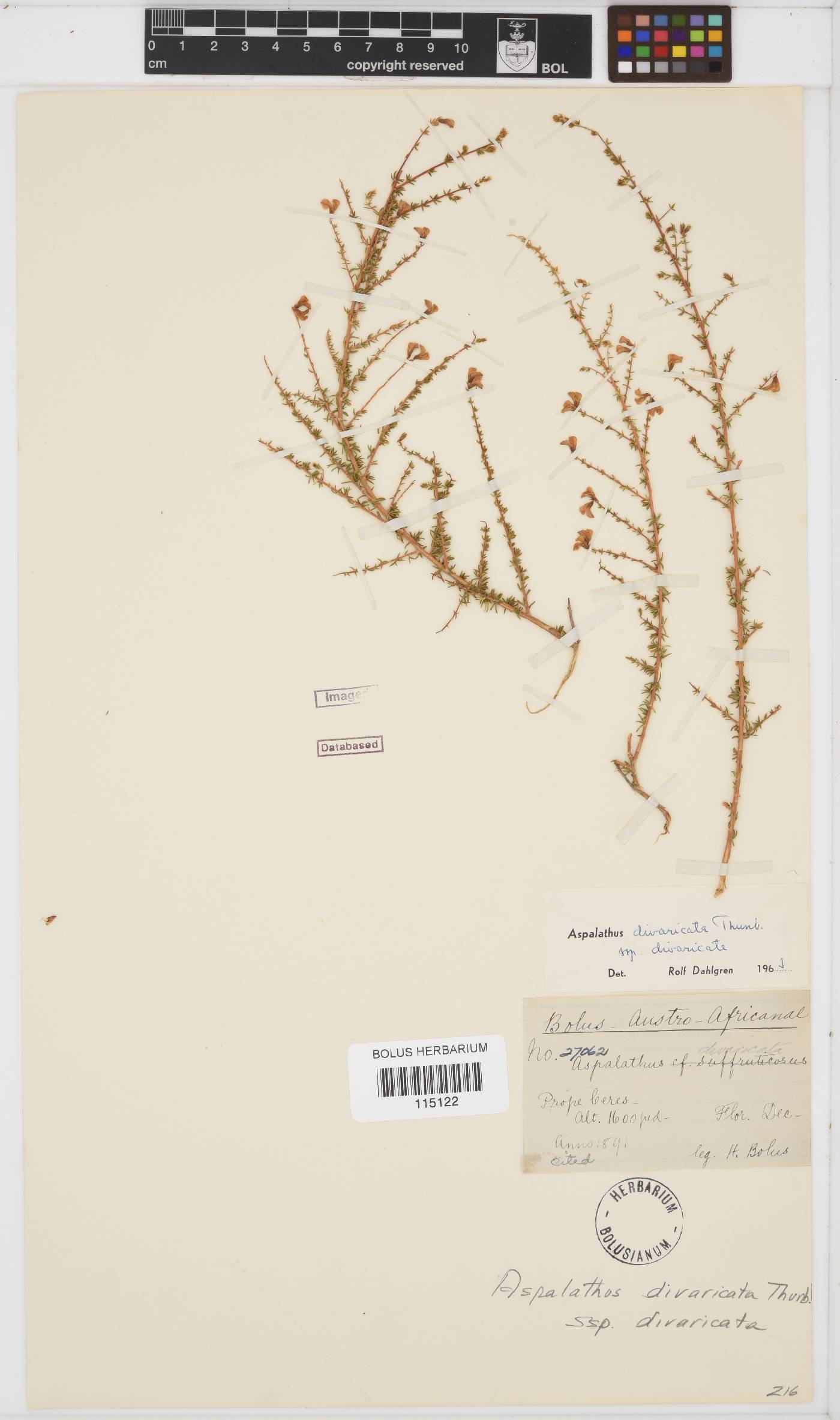 Aspalathus divaricata subsp. divaricata image