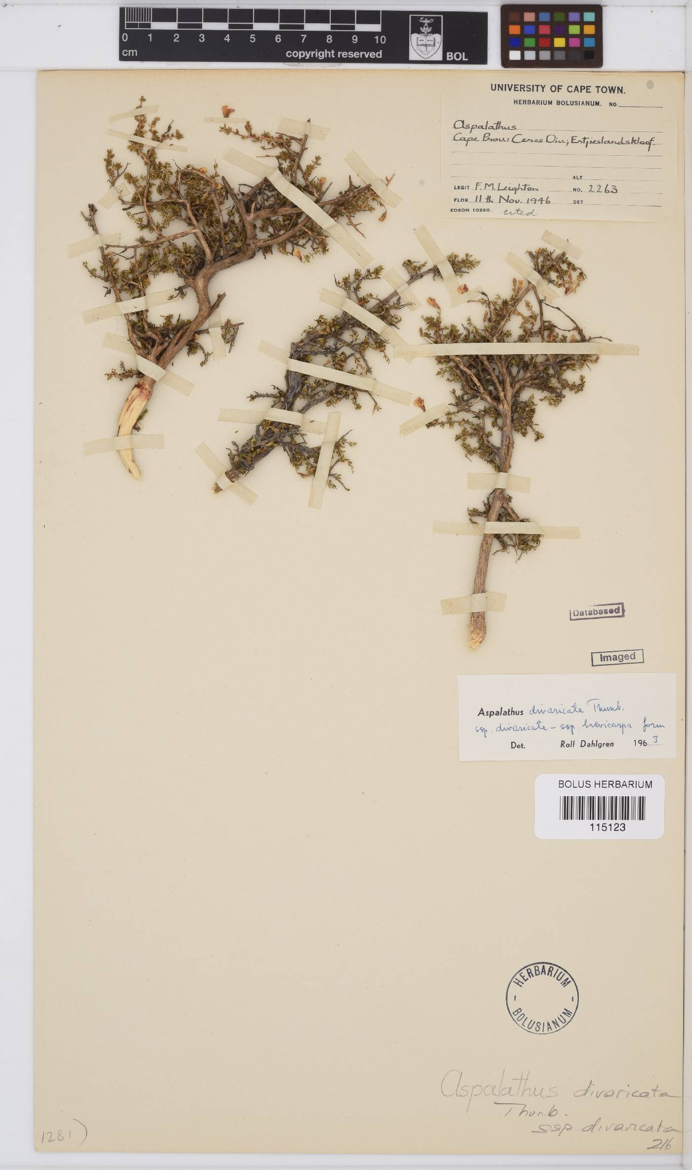 Aspalathus divaricata subsp. divaricata image