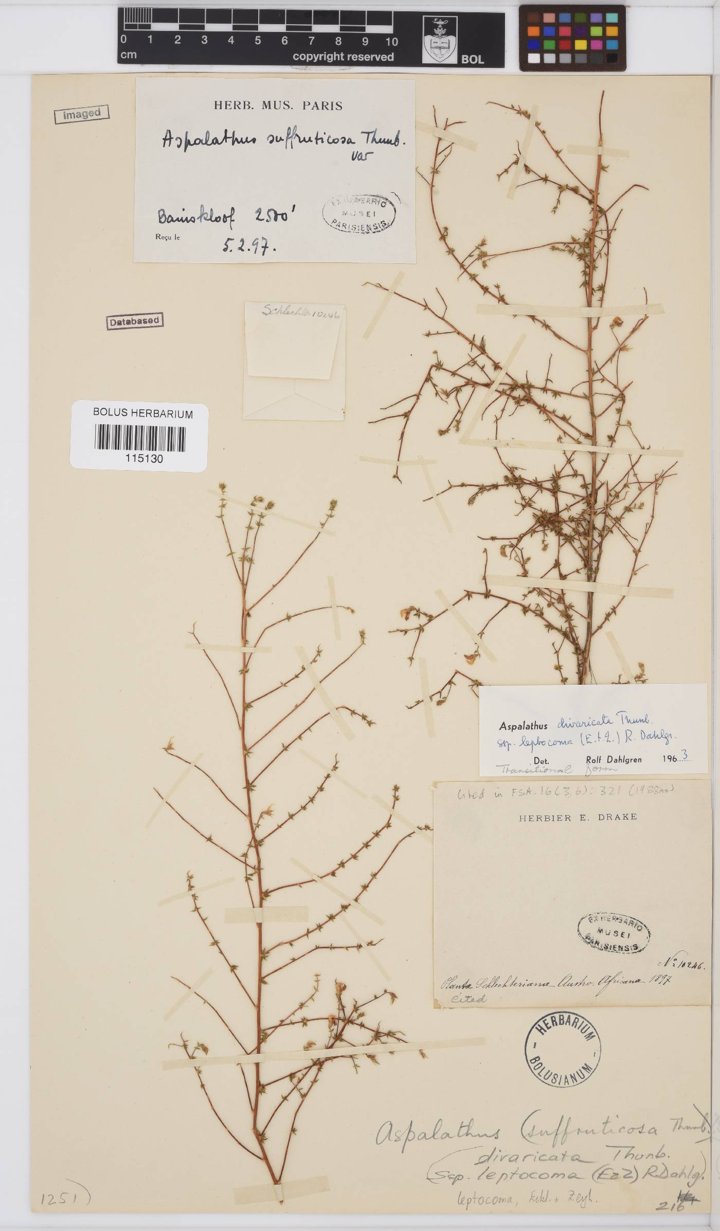 Aspalathus leptocoma image