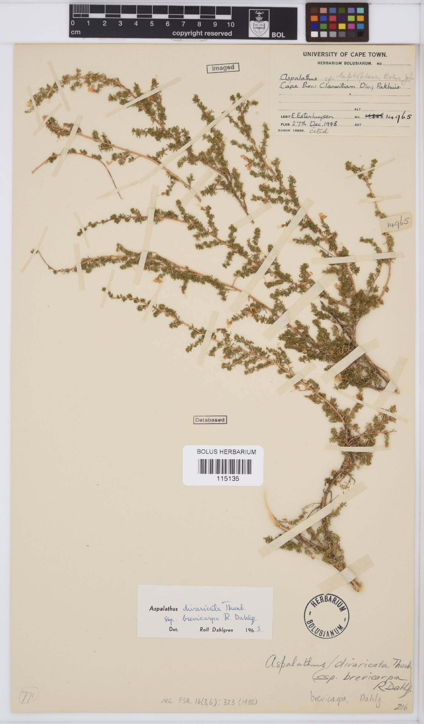 Aspalathus brevicarpa image