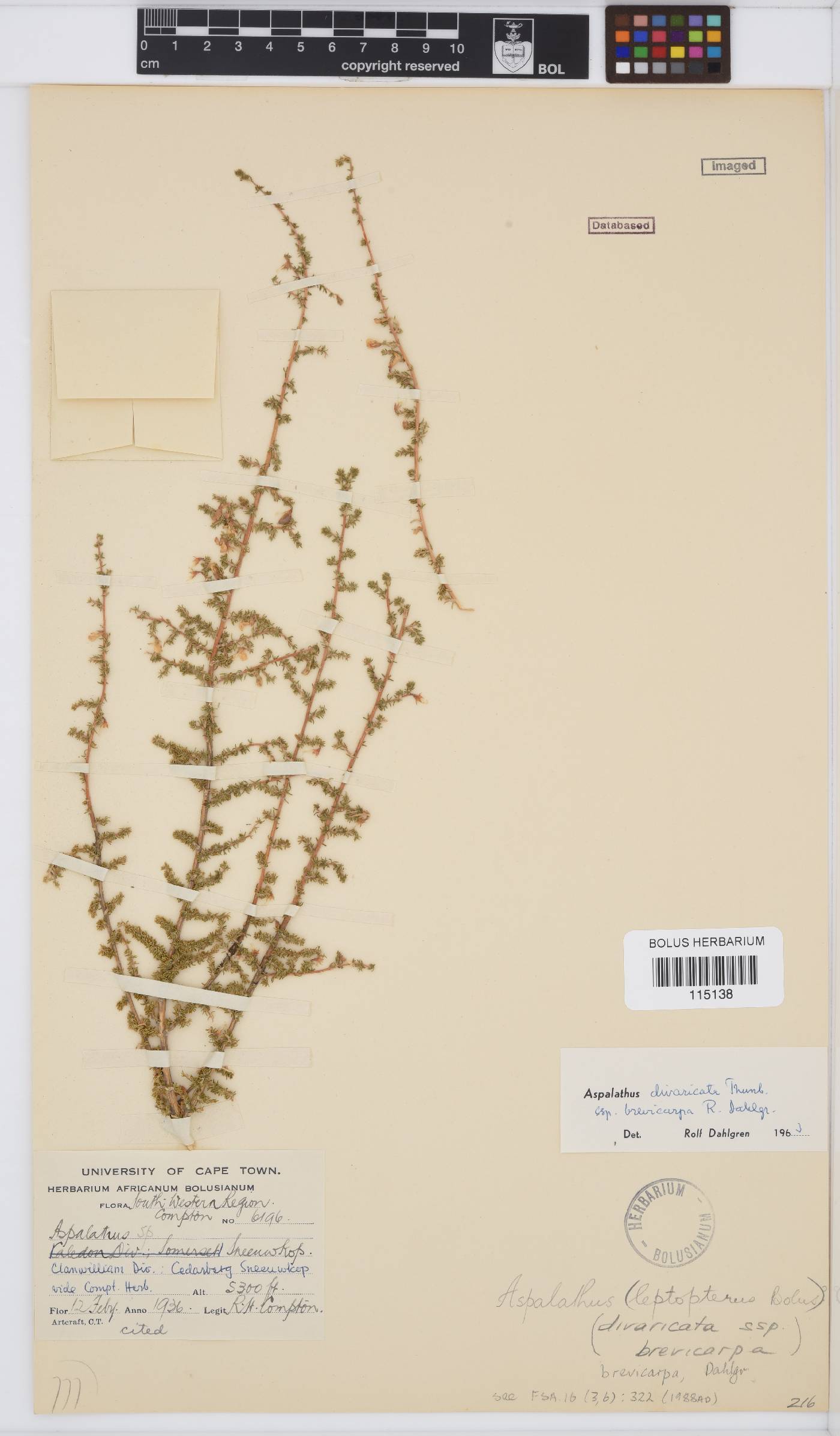 Aspalathus brevicarpa image