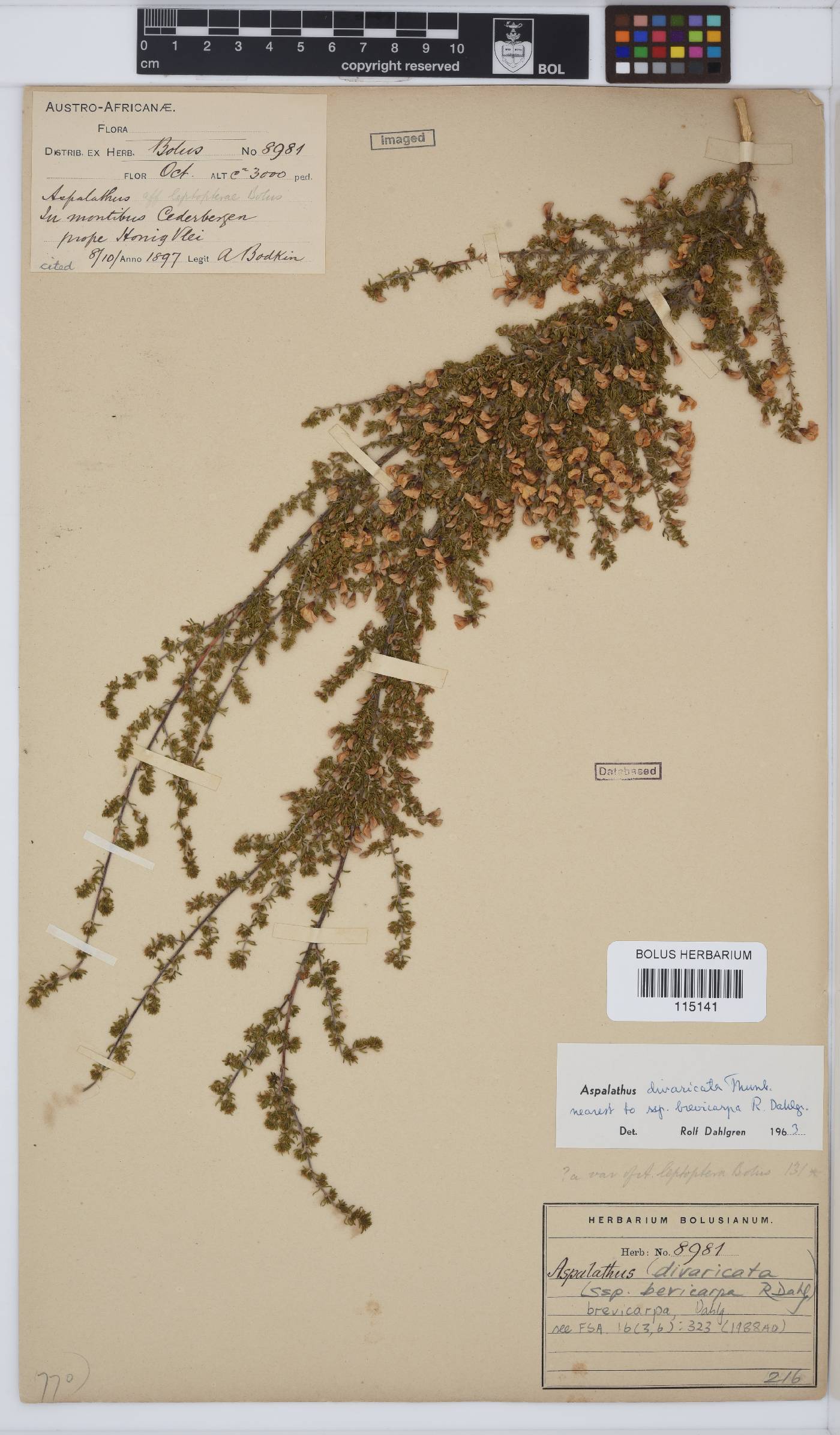 Aspalathus brevicarpa image