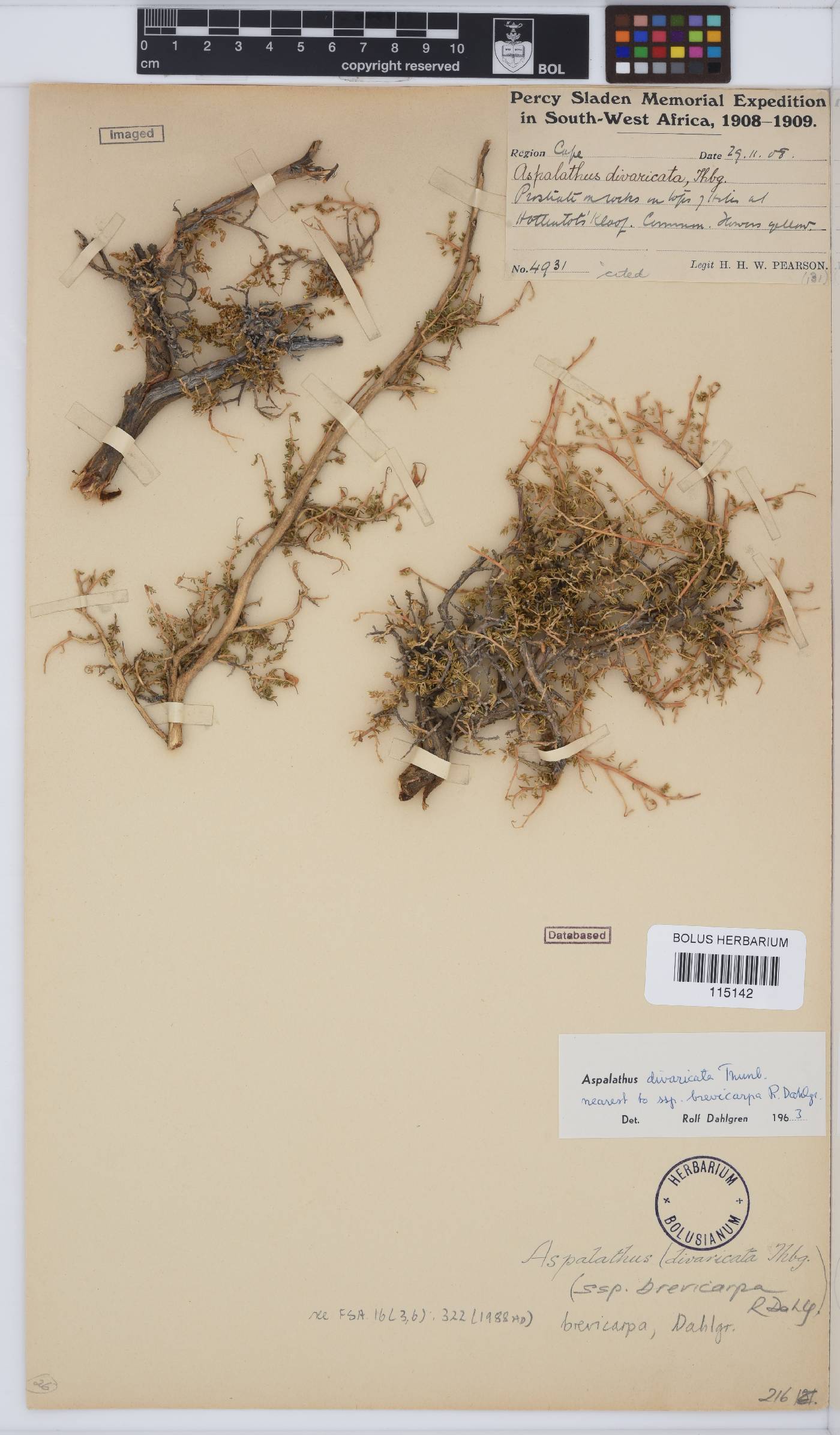 Aspalathus brevicarpa image