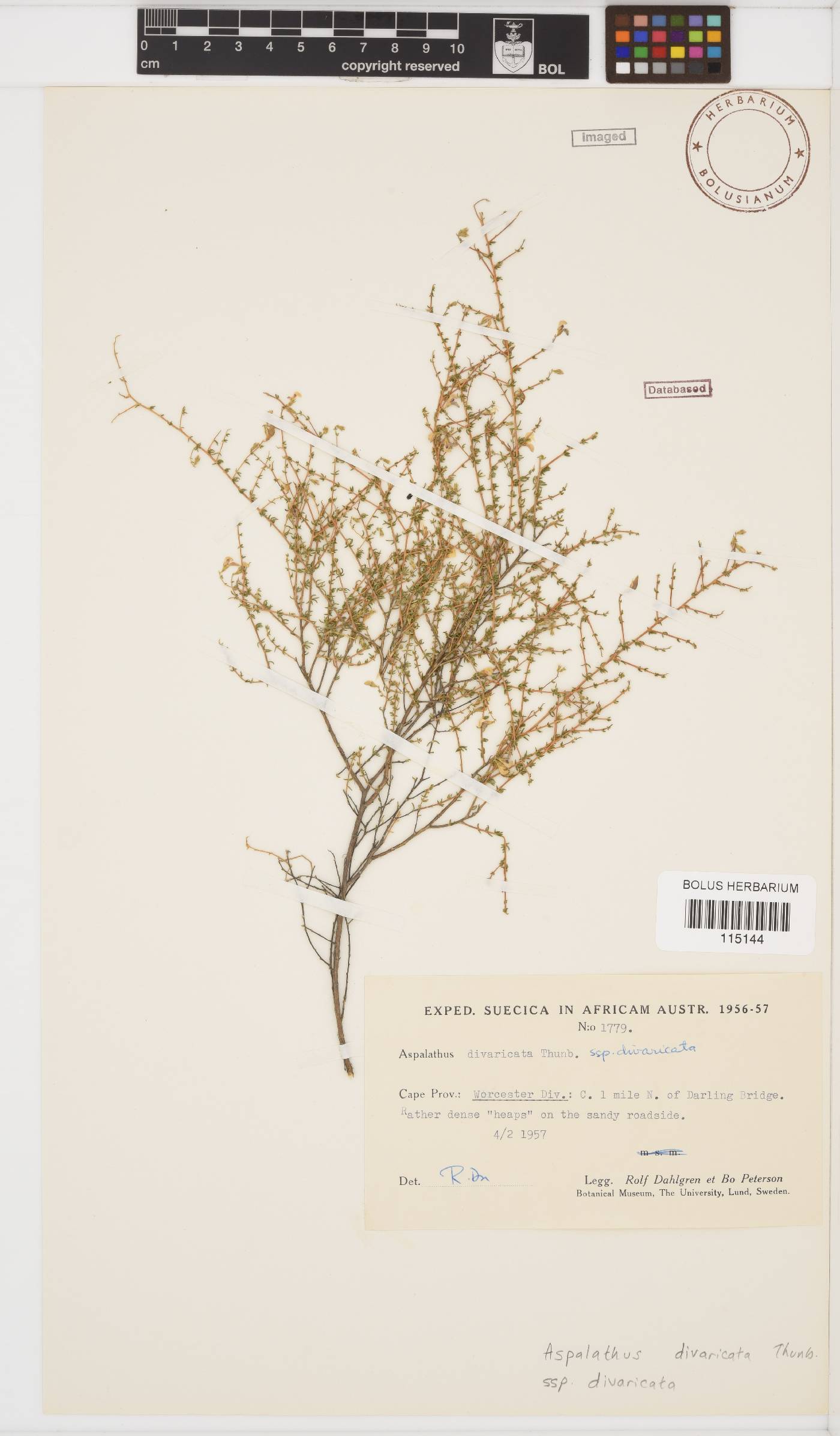 Aspalathus divaricata image