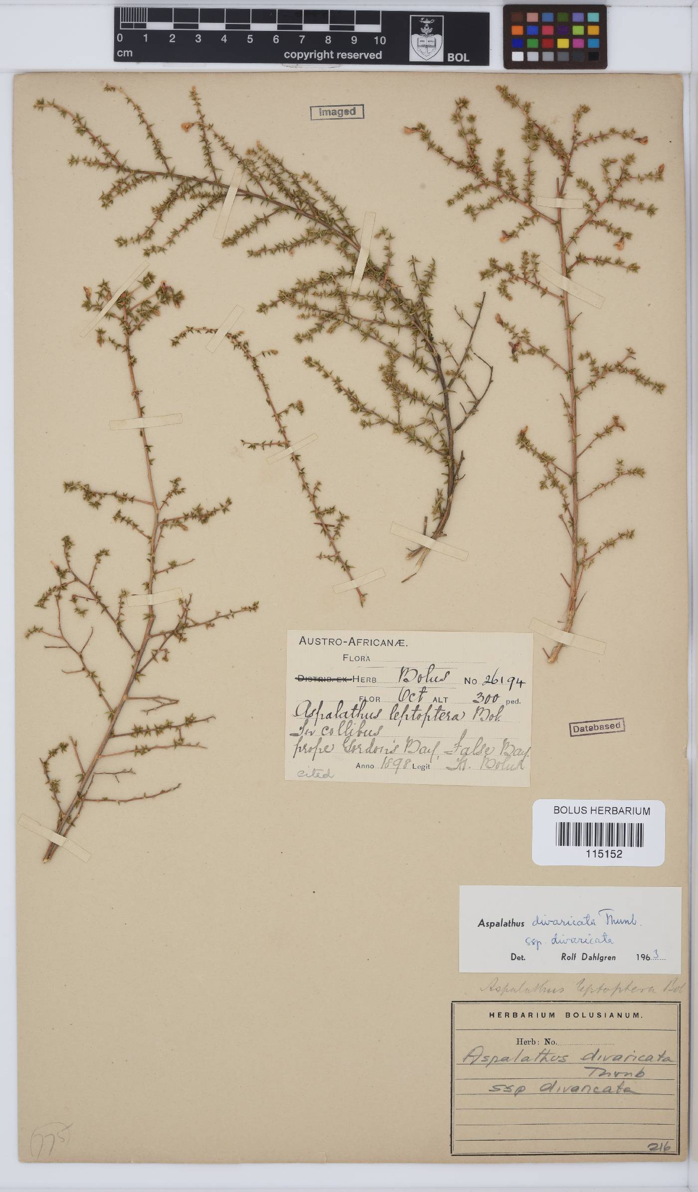 Aspalathus divaricata image
