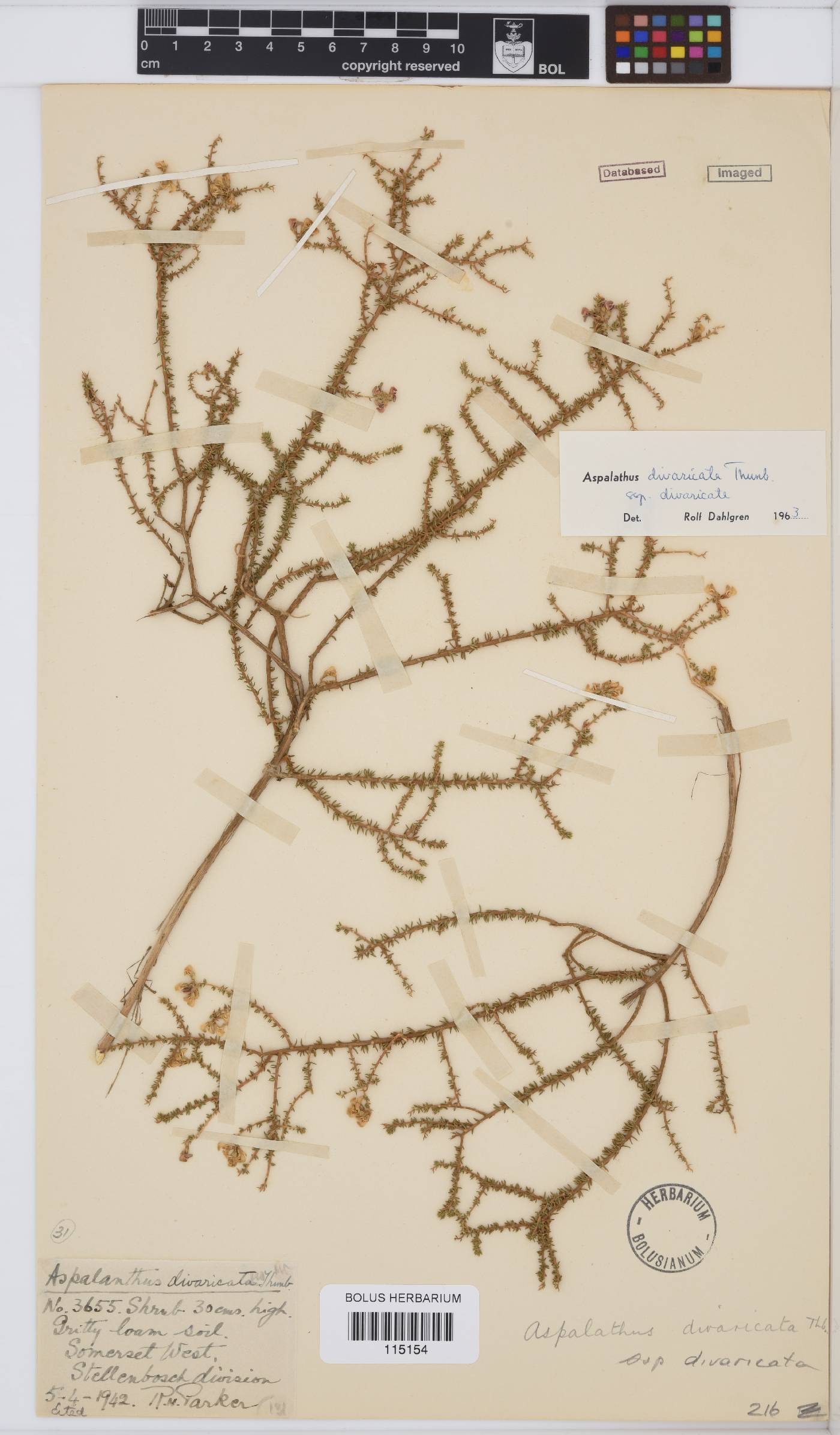 Aspalathus divaricata image