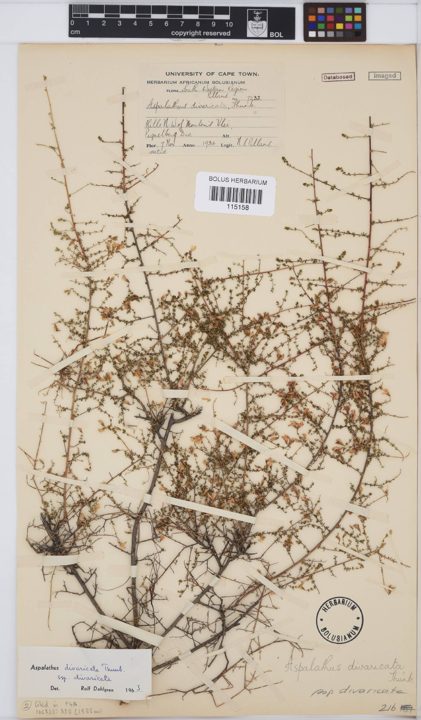 Aspalathus divaricata subsp. divaricata image