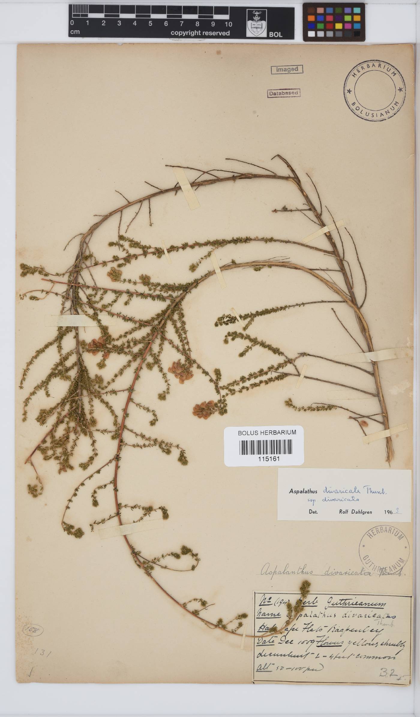 Aspalathus divaricata subsp. divaricata image