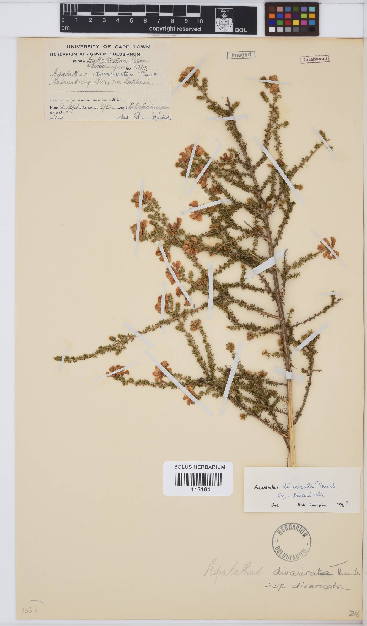 Aspalathus divaricata image