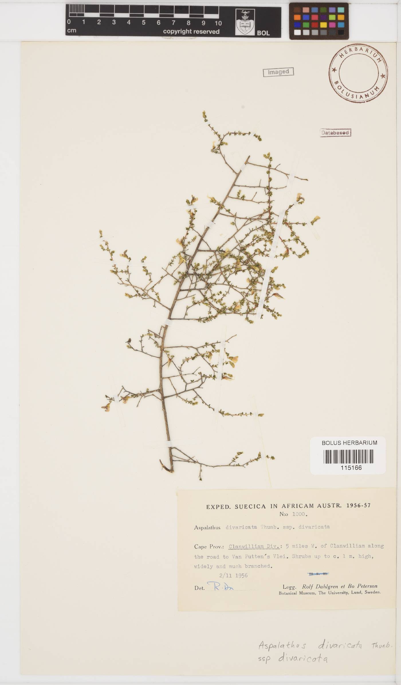 Aspalathus divaricata subsp. divaricata image