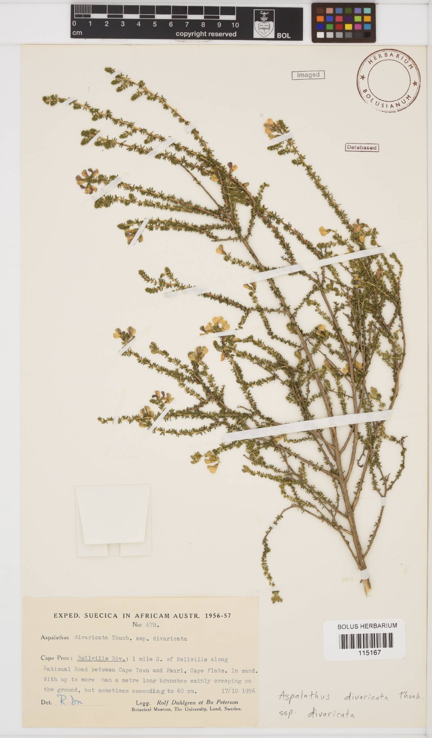 Aspalathus divaricata subsp. divaricata image