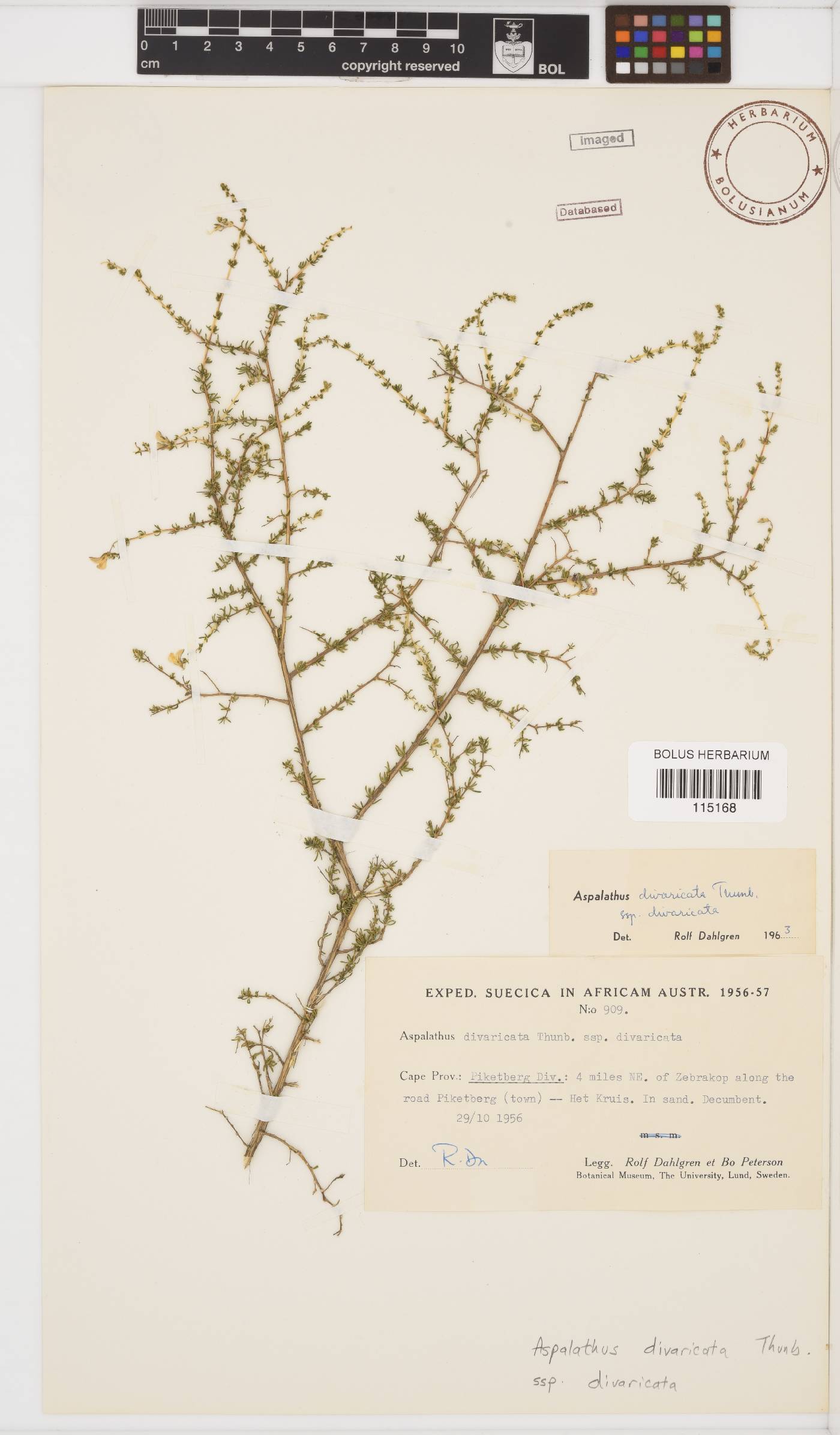 Aspalathus divaricata subsp. divaricata image