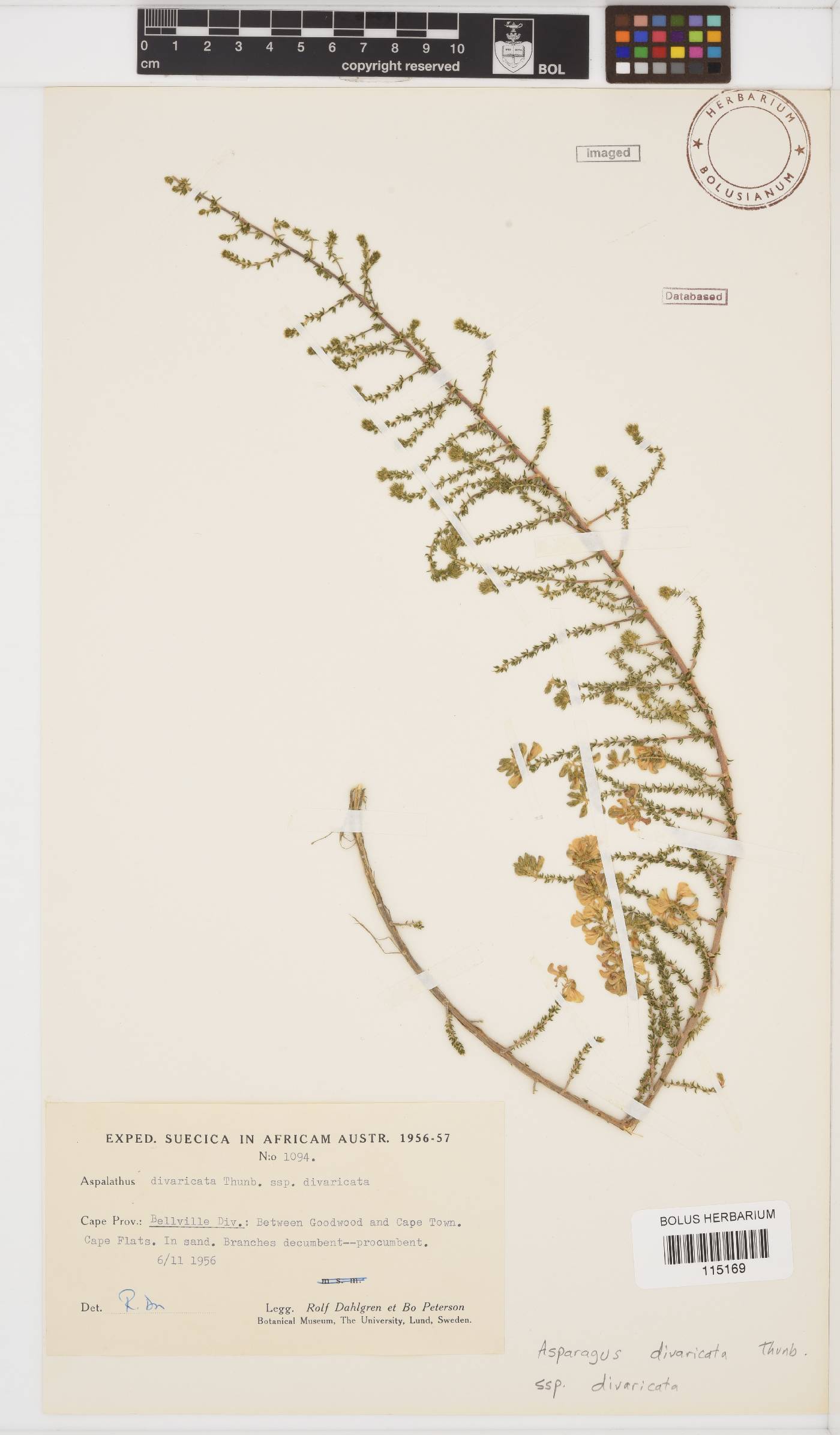 Aspalathus divaricata image