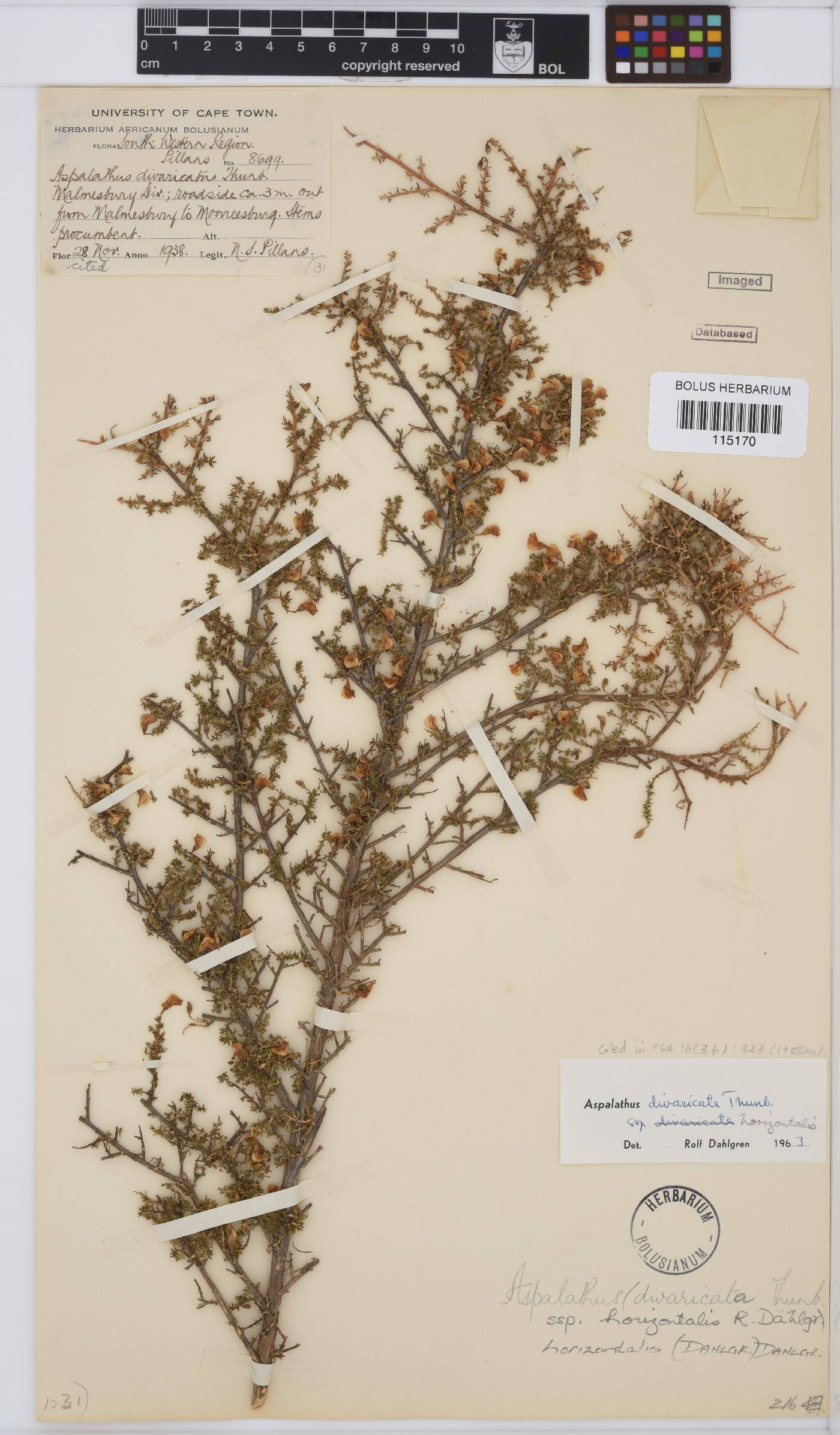Aspalathus horizontalis image