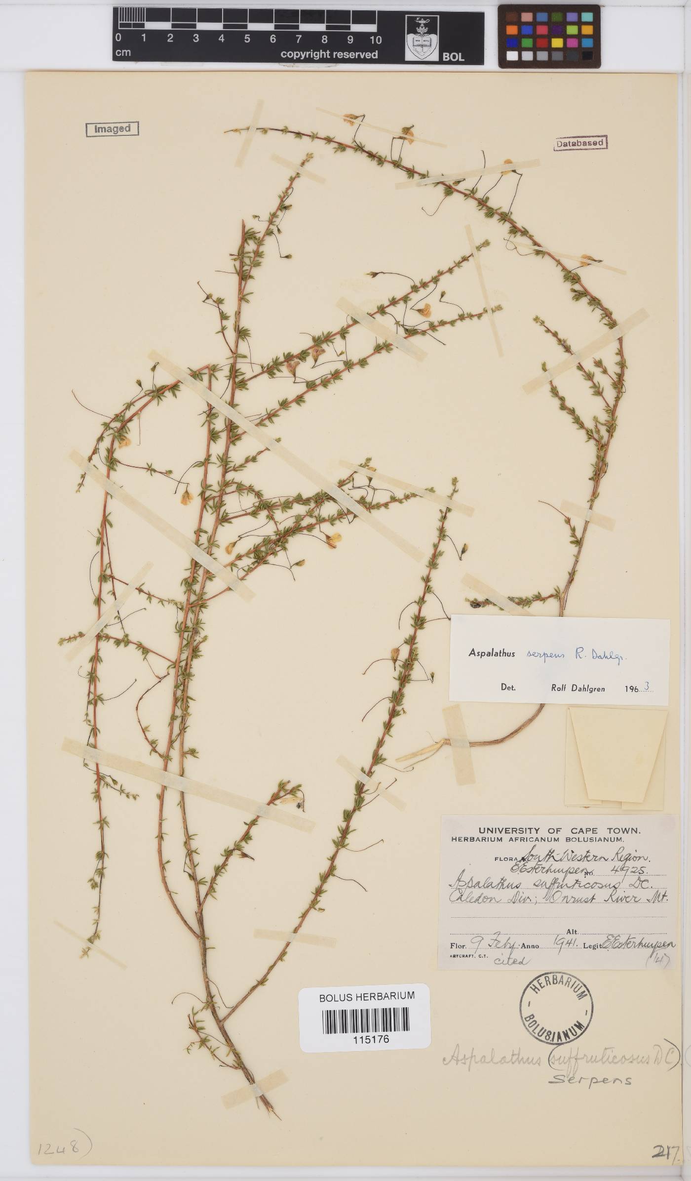 Aspalathus serpens image