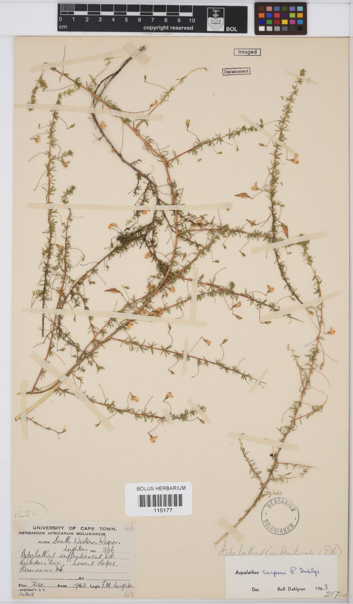 Aspalathus serpens image