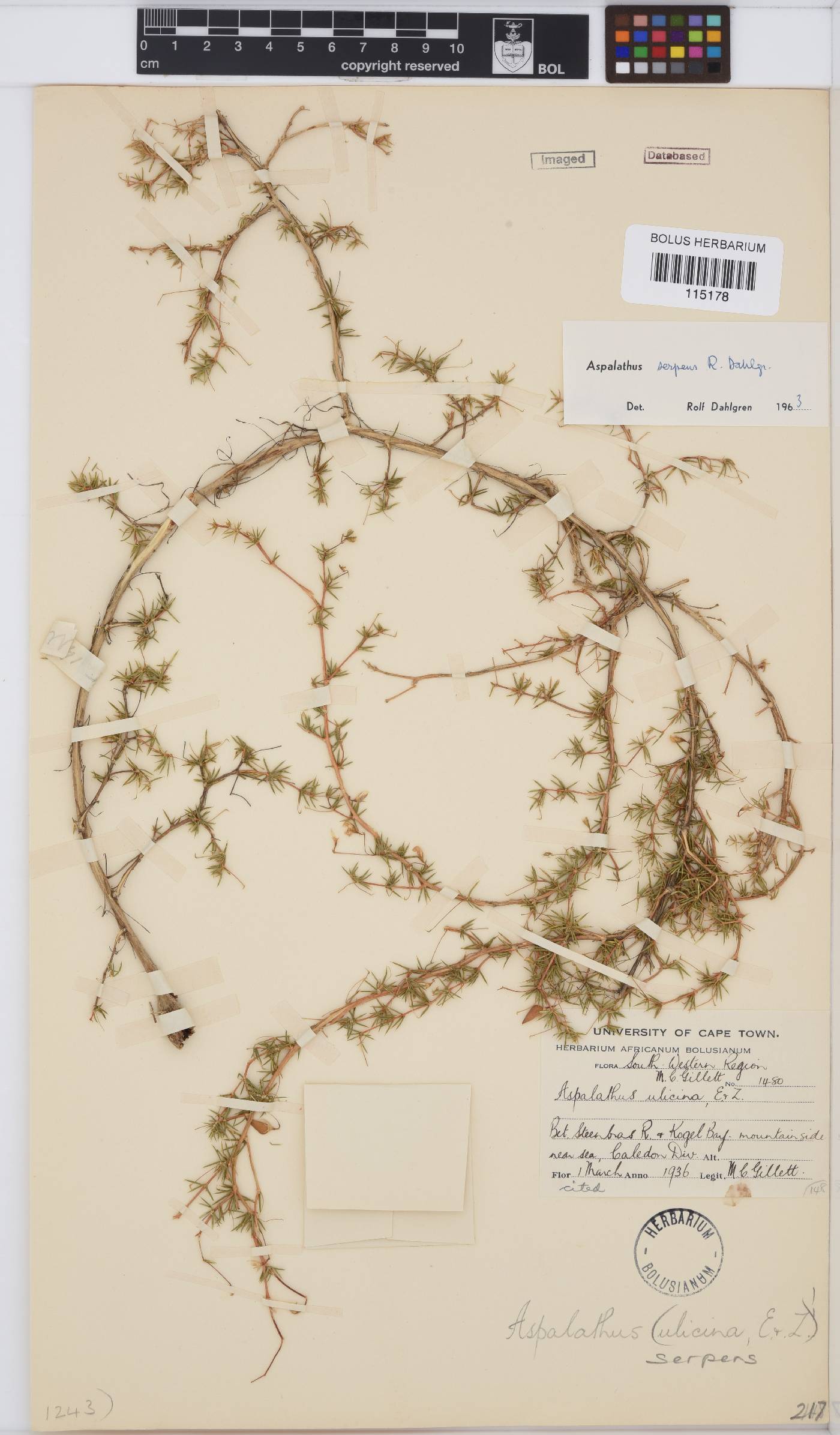 Aspalathus serpens image