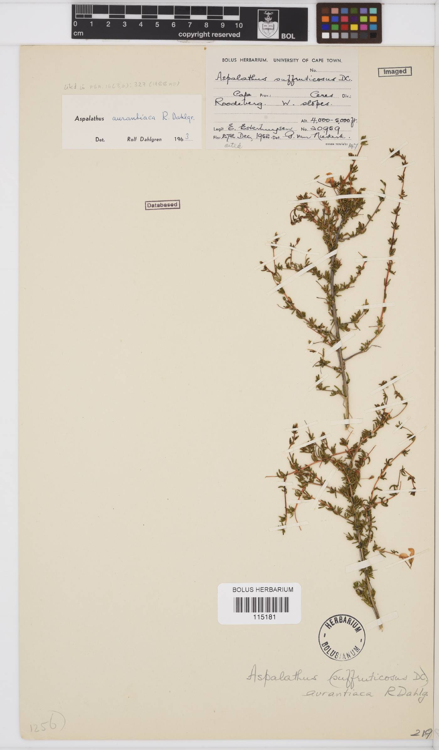 Aspalathus aurantiaca image