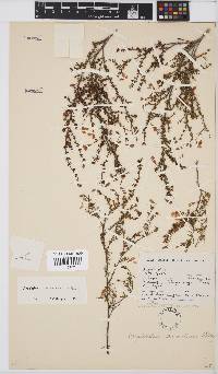 Aspalathus aurantiaca image