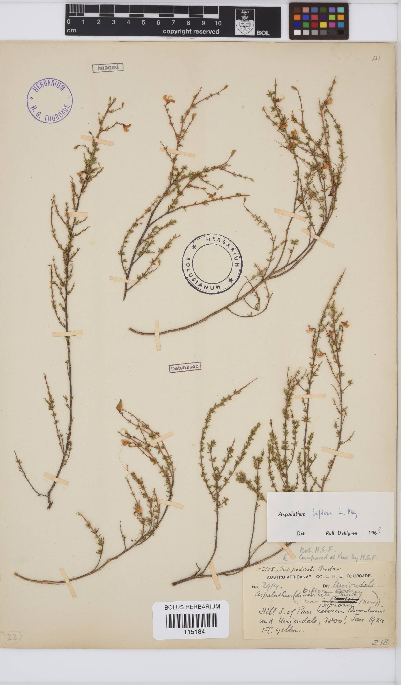 Aspalathus biflora subsp. biflora image