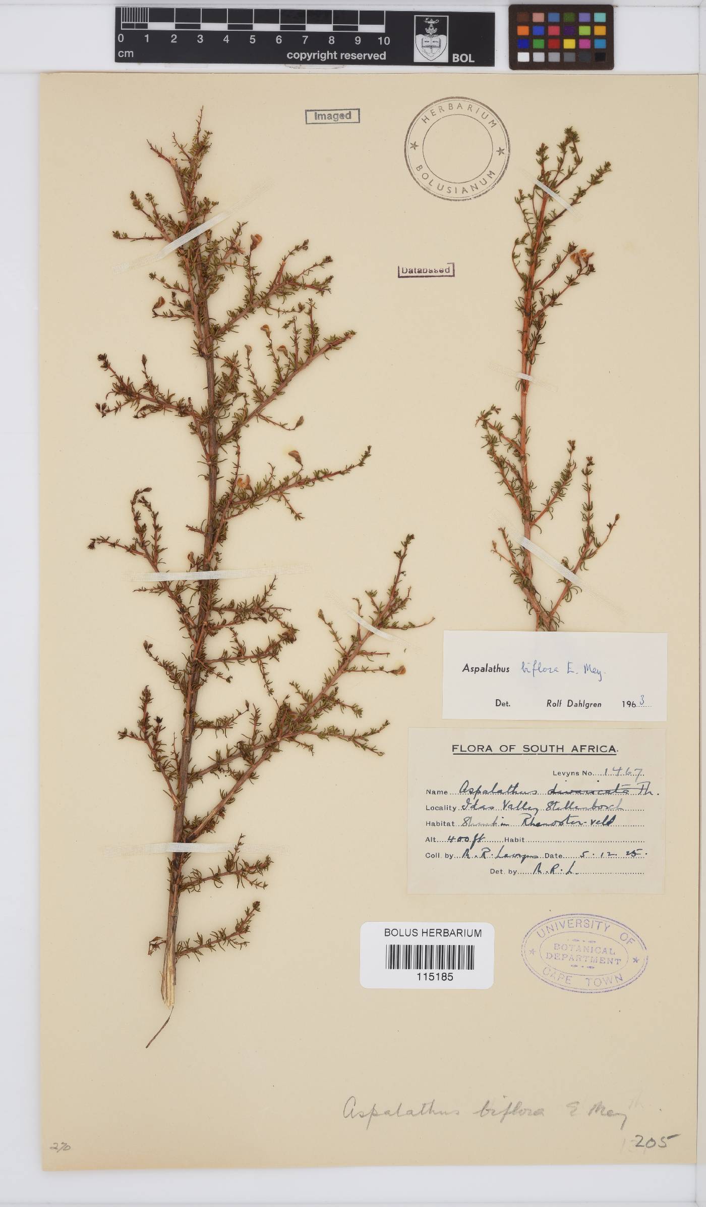 Aspalathus biflora subsp. biflora image